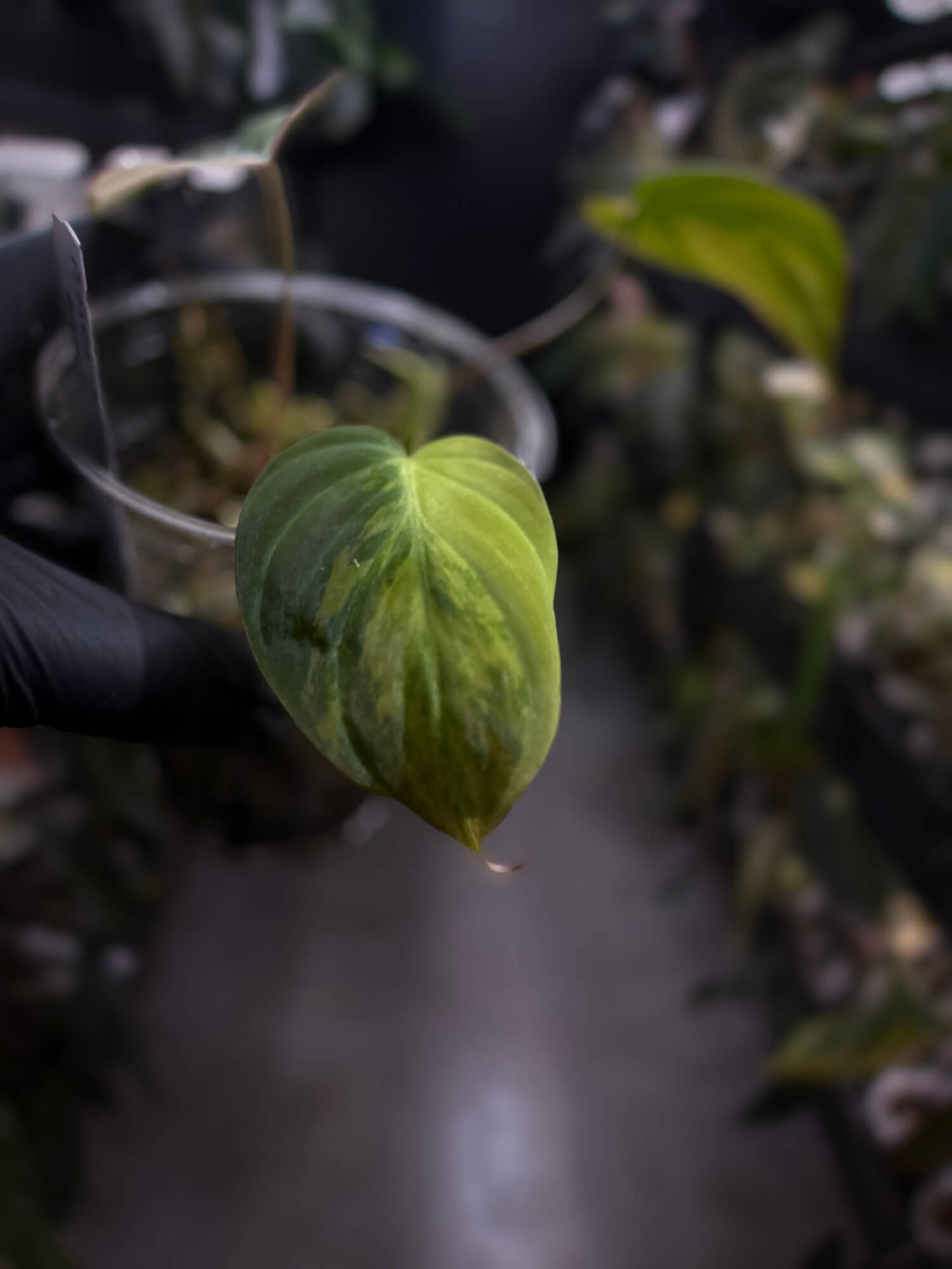 Philodendron micans • variegated