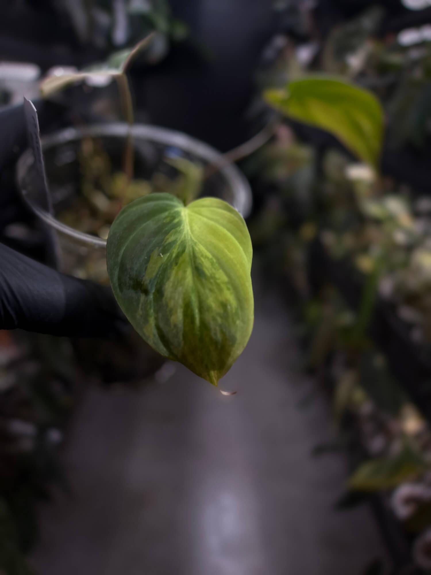 Philodendron micans • variegated