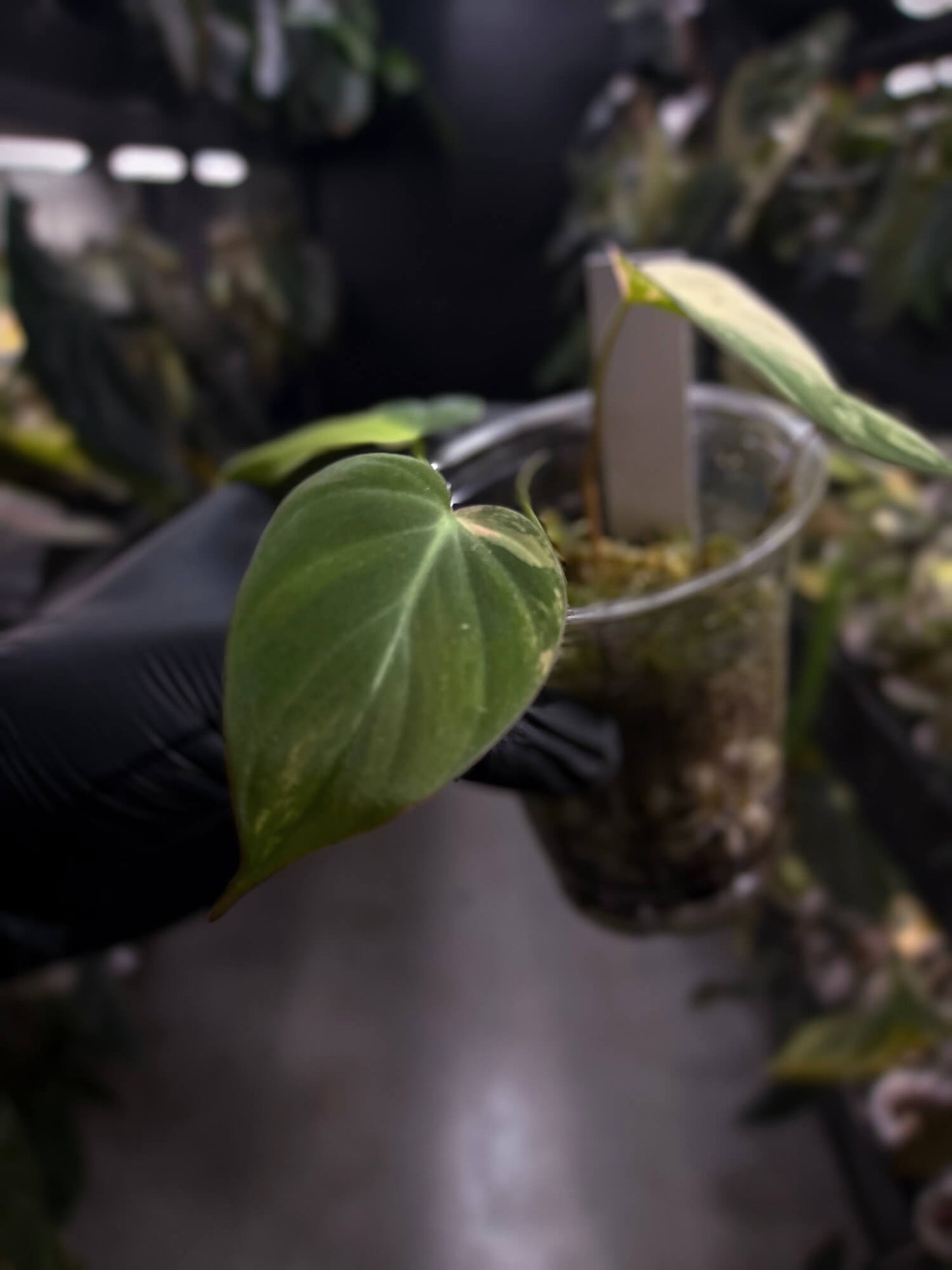 Philodendron micans • variegated