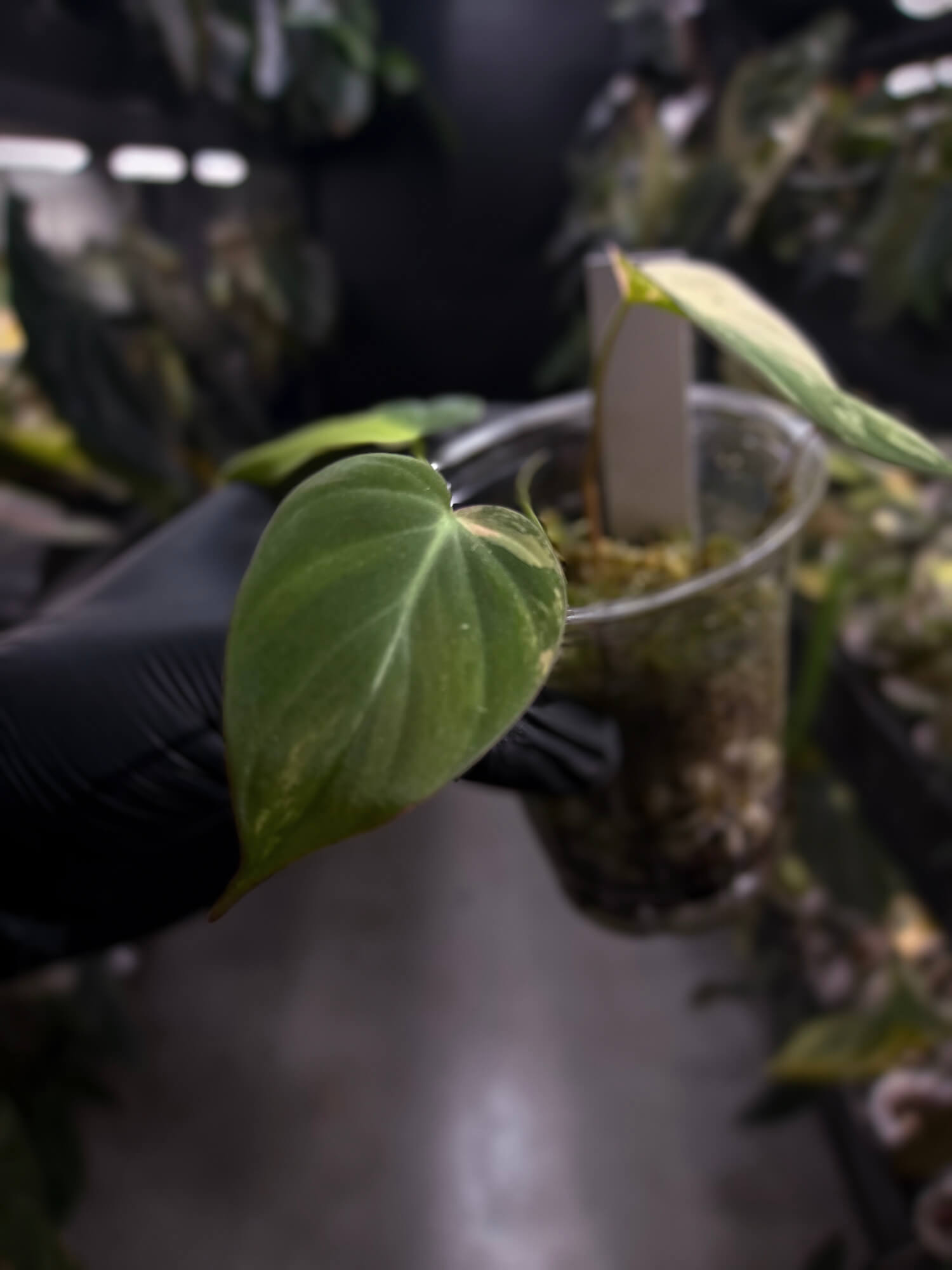 Philodendron micans • variegated
