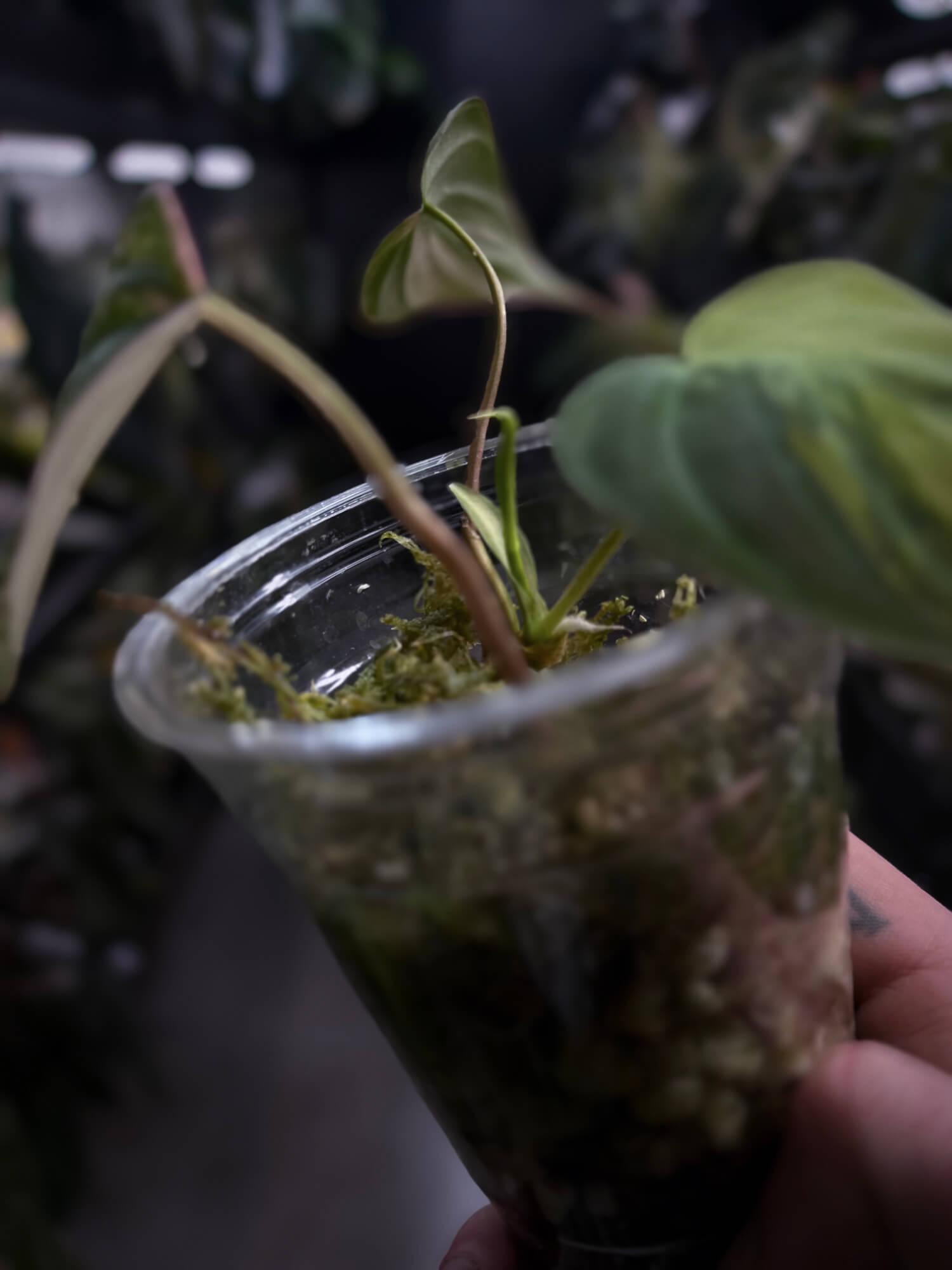 Philodendron micans • variegated