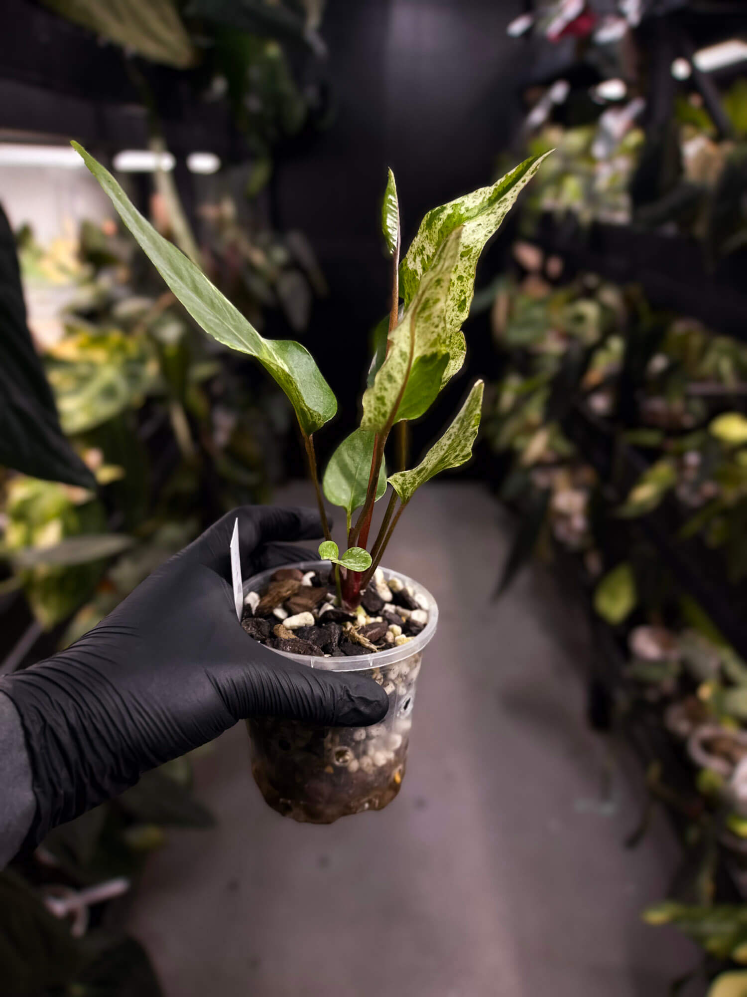 Anthurium hookeri variegated ✨