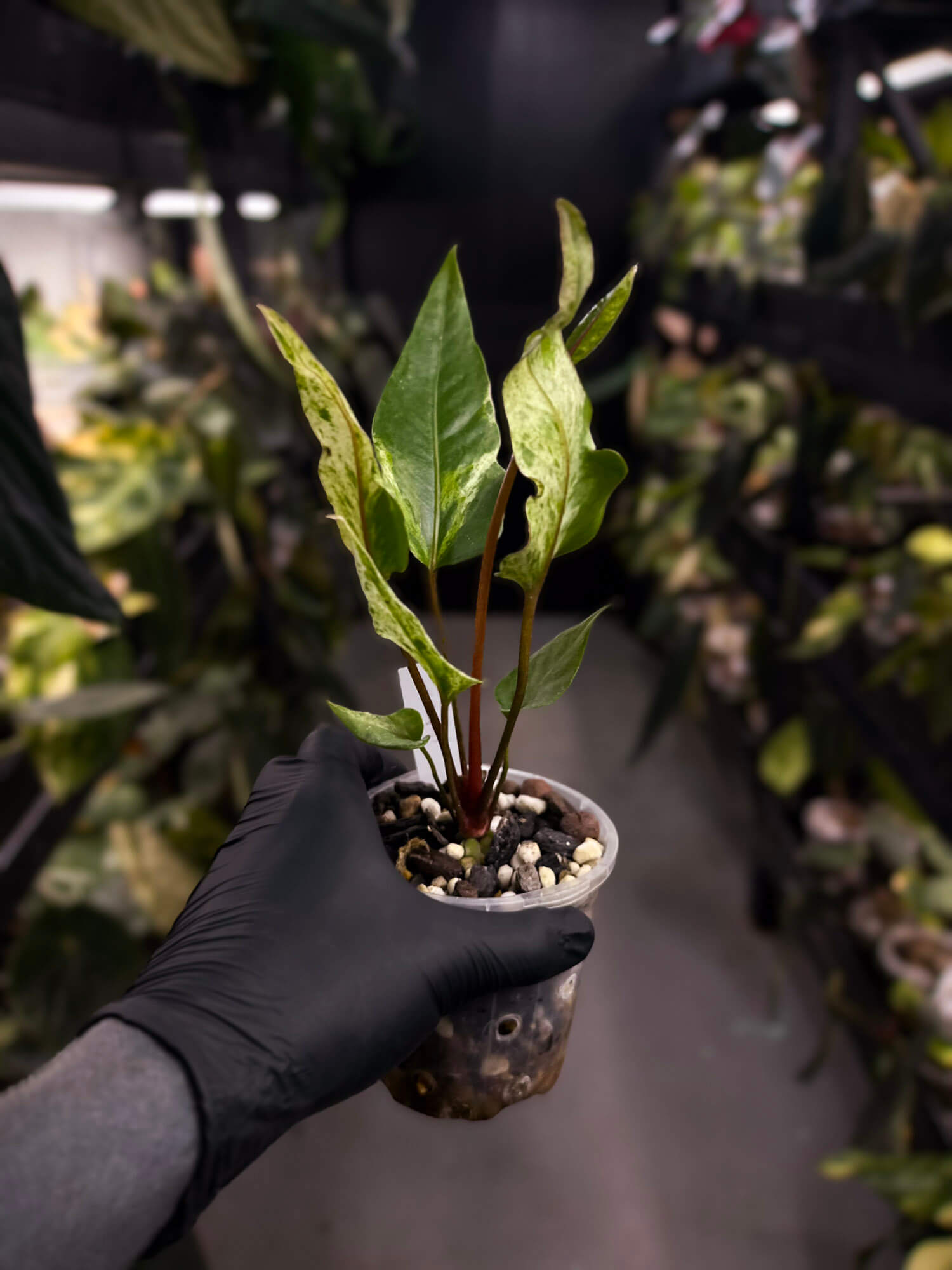 Anthurium hookeri variegated ✨