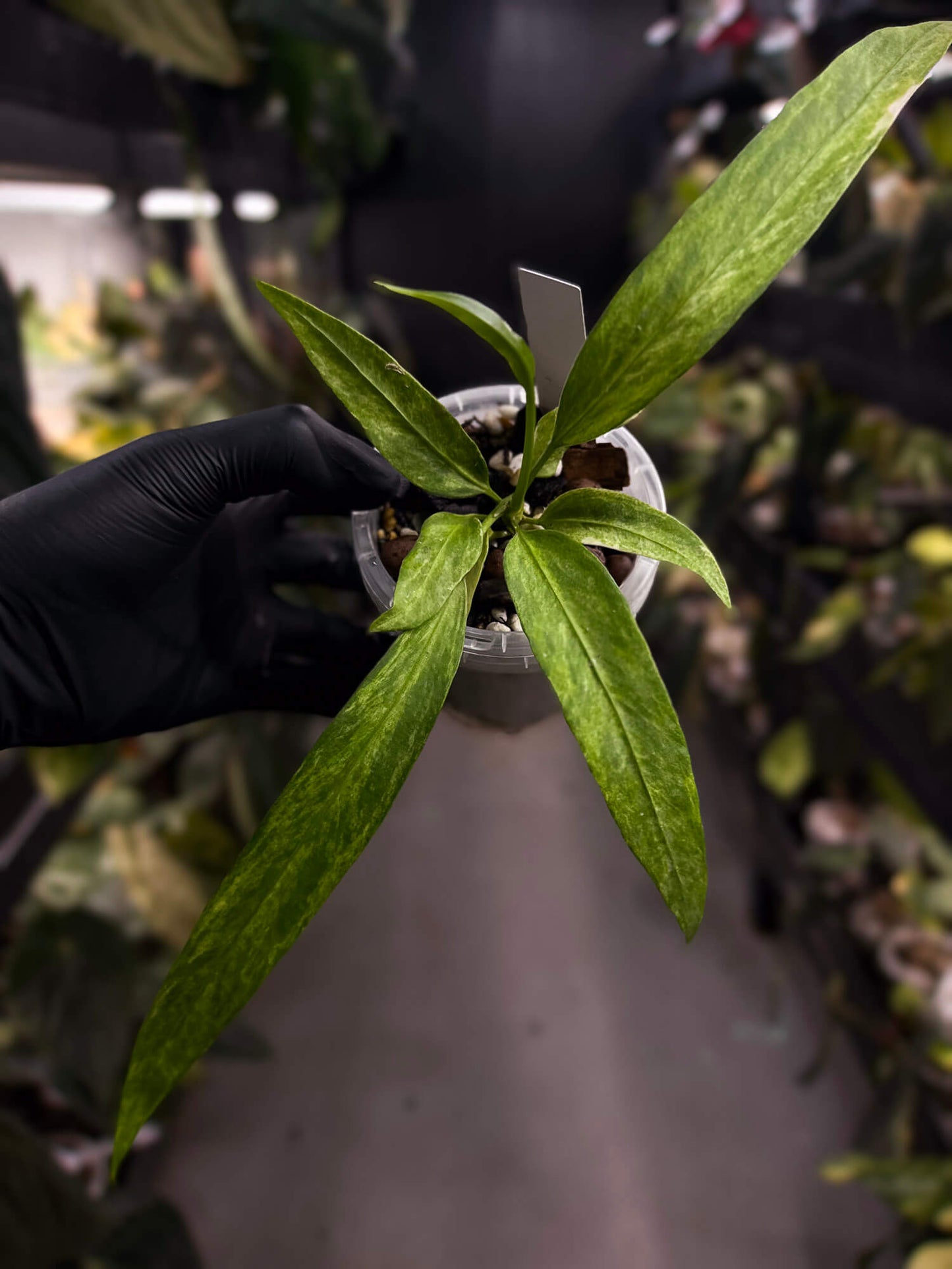 Anthurium vittarifolium variegated ✨