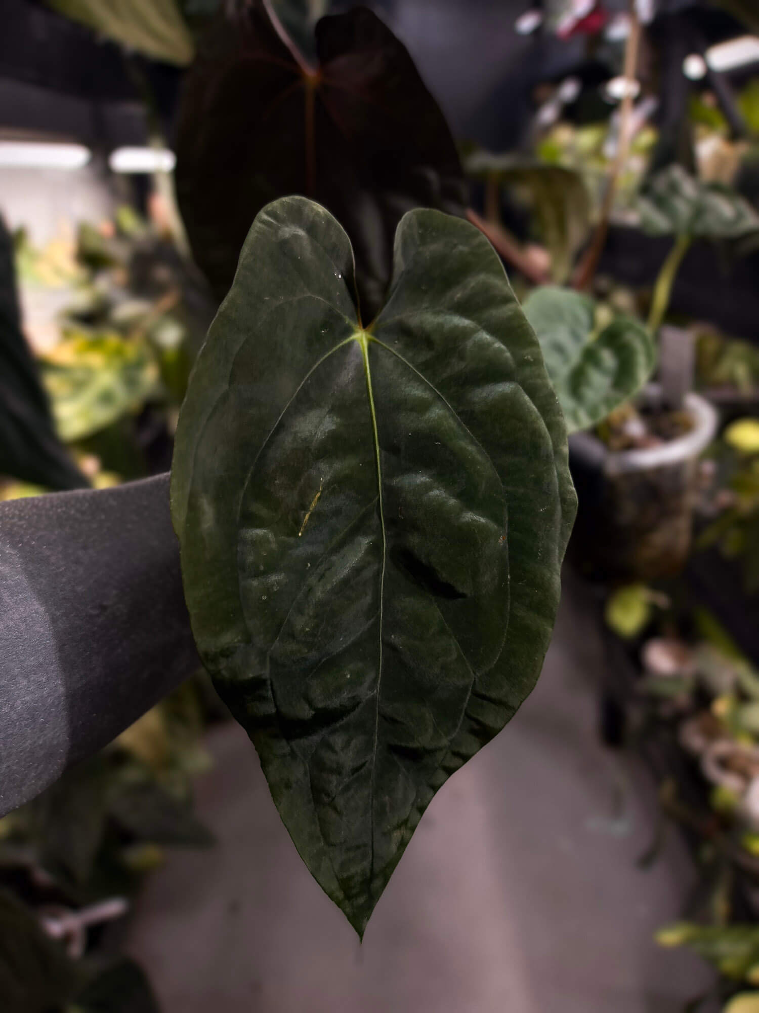 Anthurium #Moloch