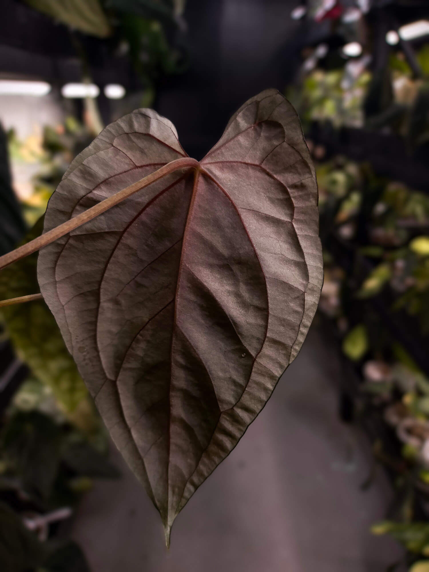 Anthurium #Moloch