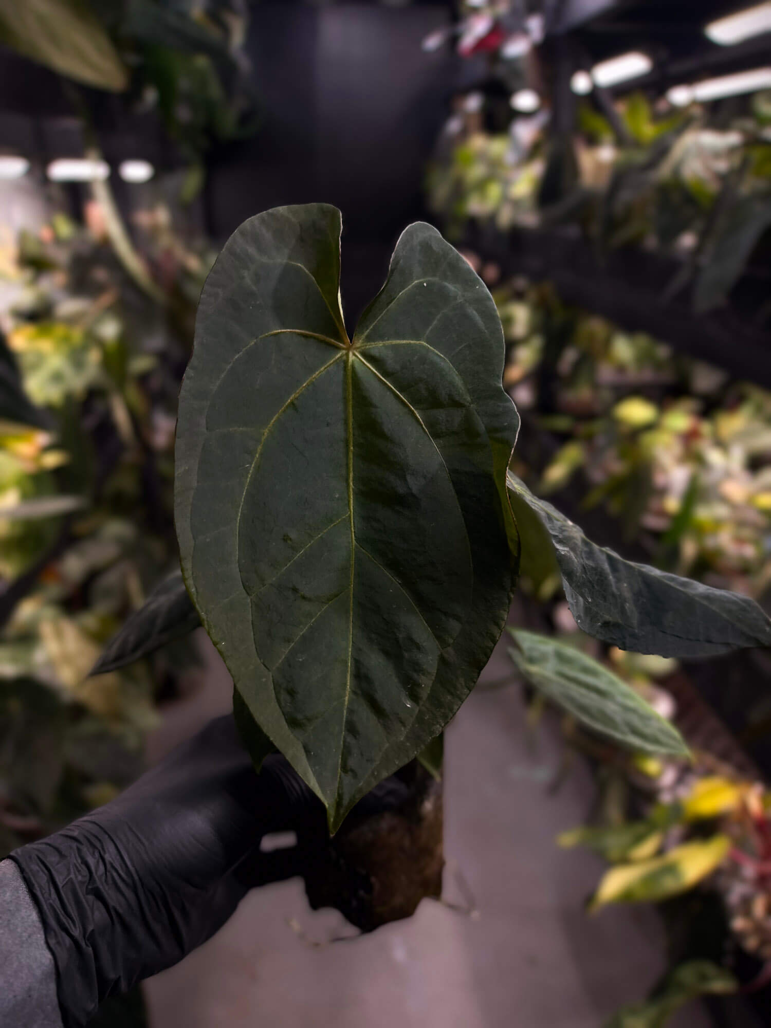 Anthurium forgetii x (antolakii ‘round’ x ‘RA1’)