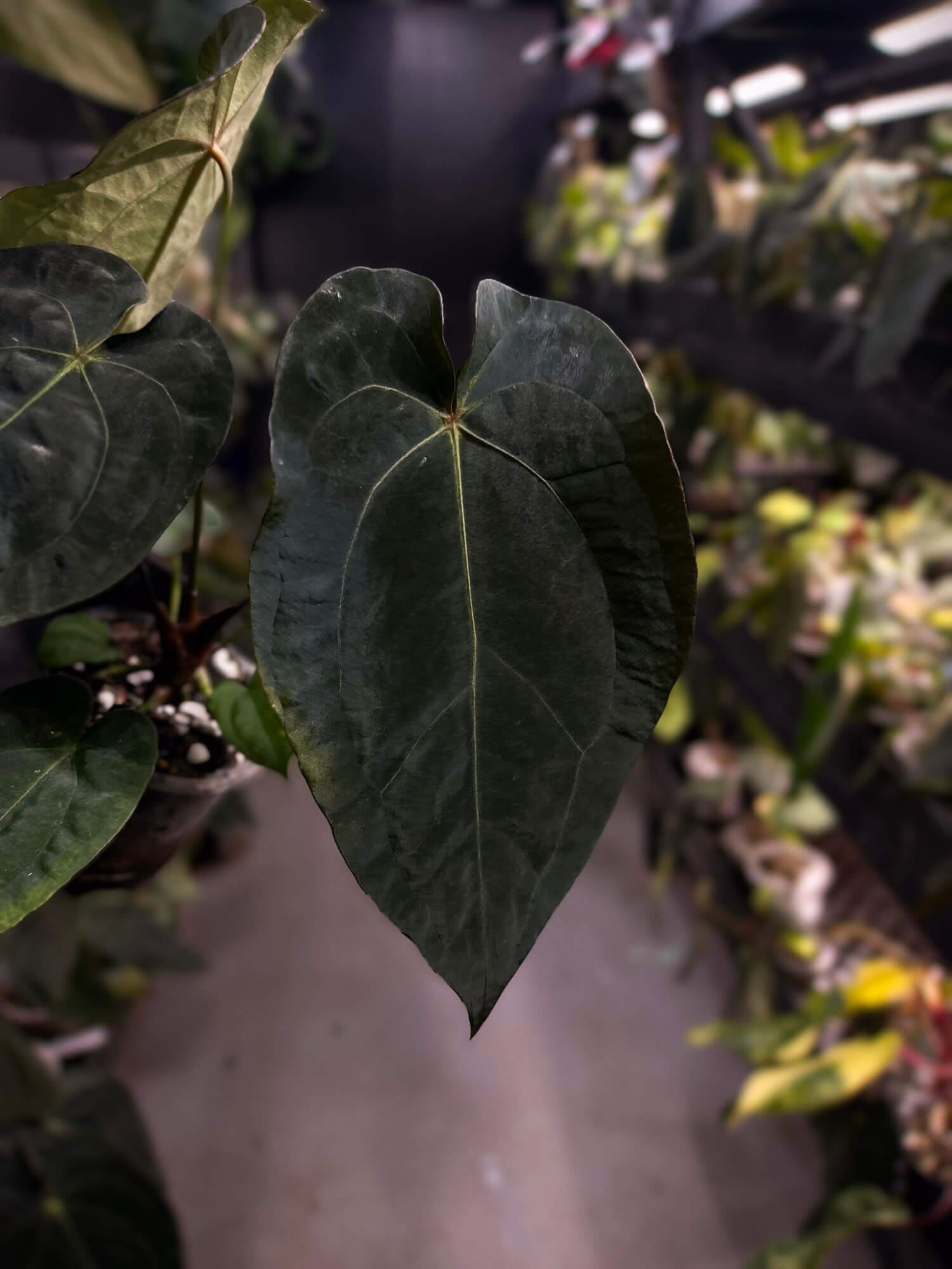 Anthurium forgetii x (antolakii ‘round’ x ‘RA1’)