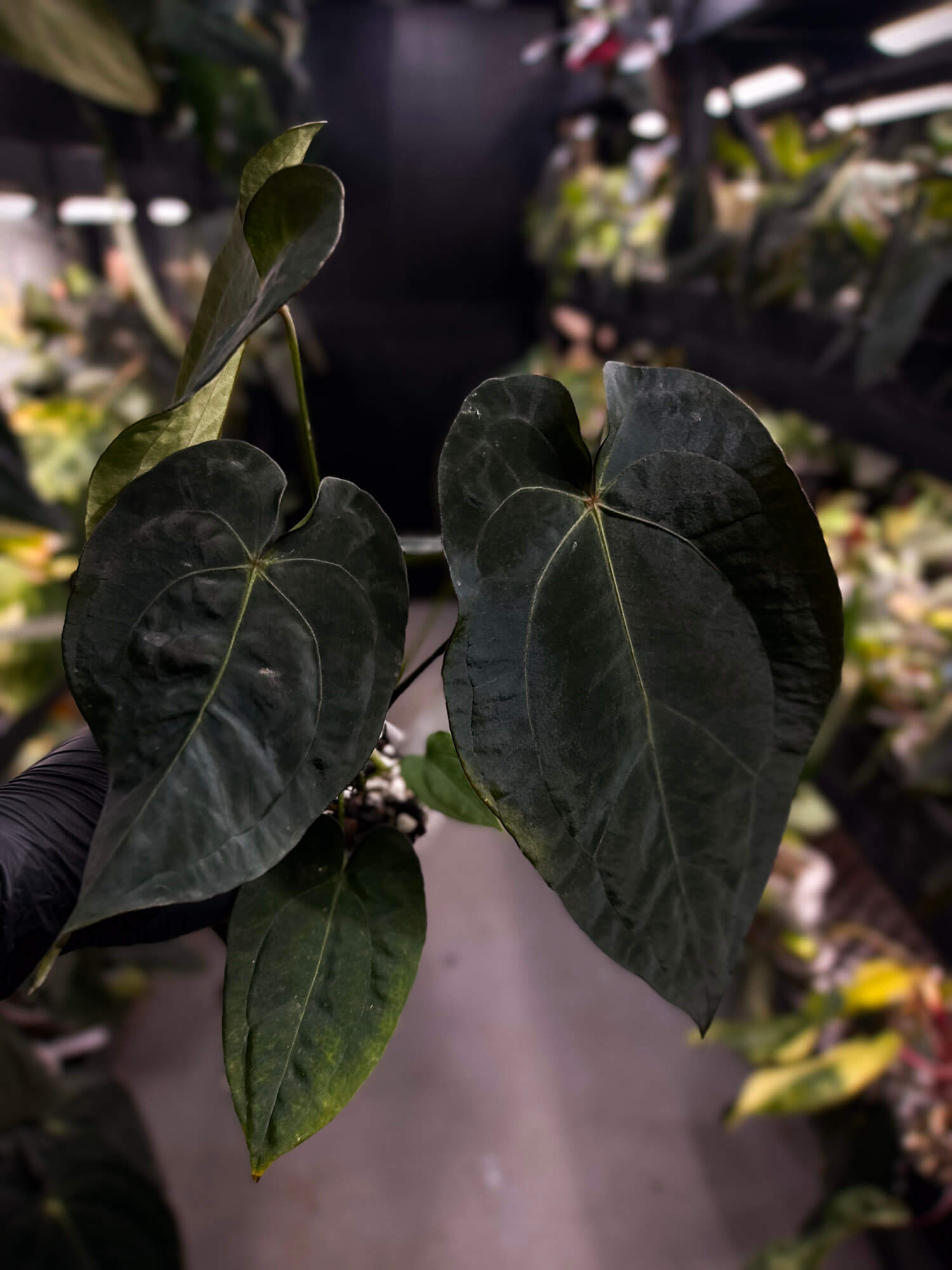 Anthurium forgetii x (antolakii ‘round’ x ‘RA1’)