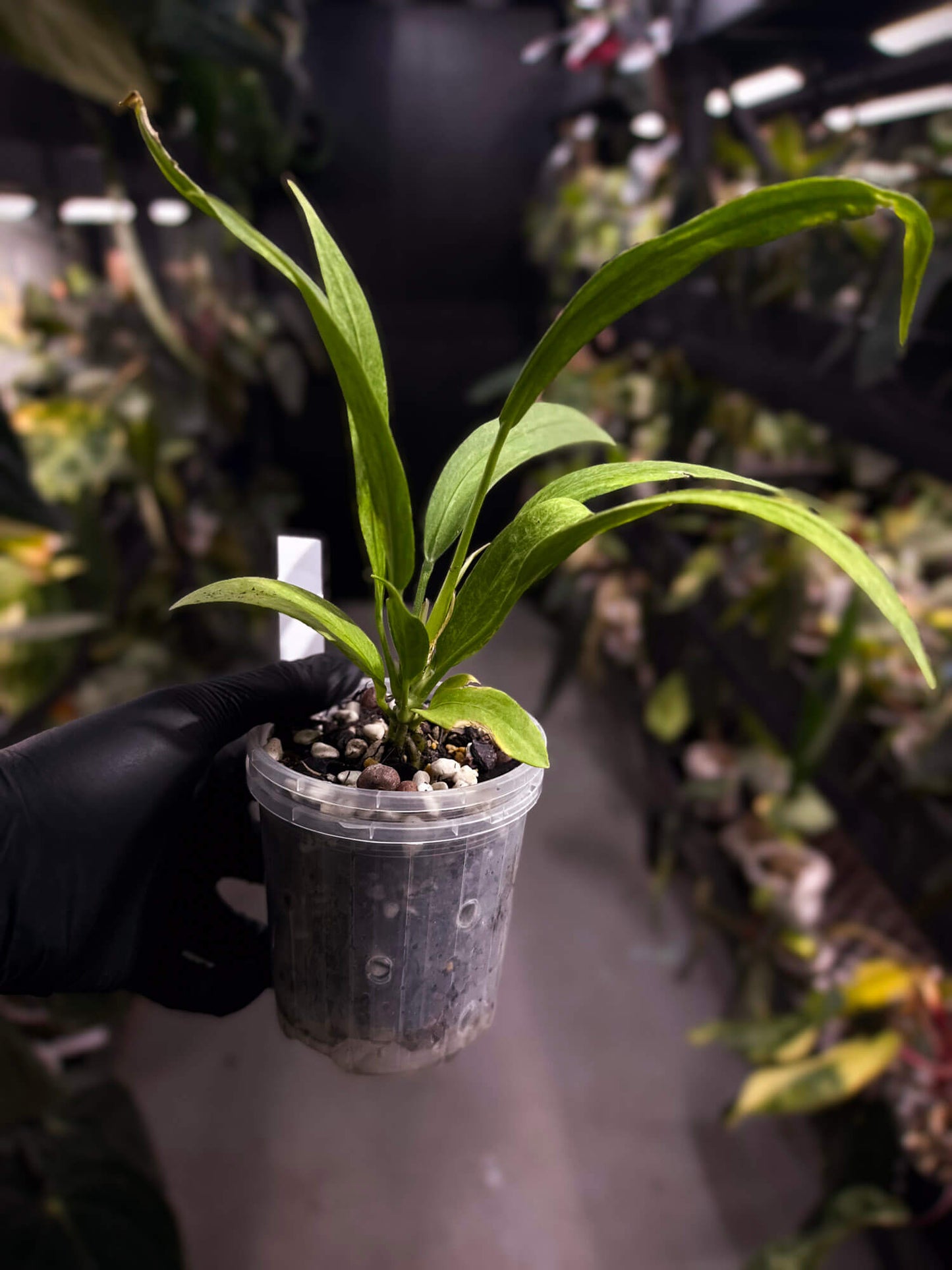 Anthurium vittarifolium variegated