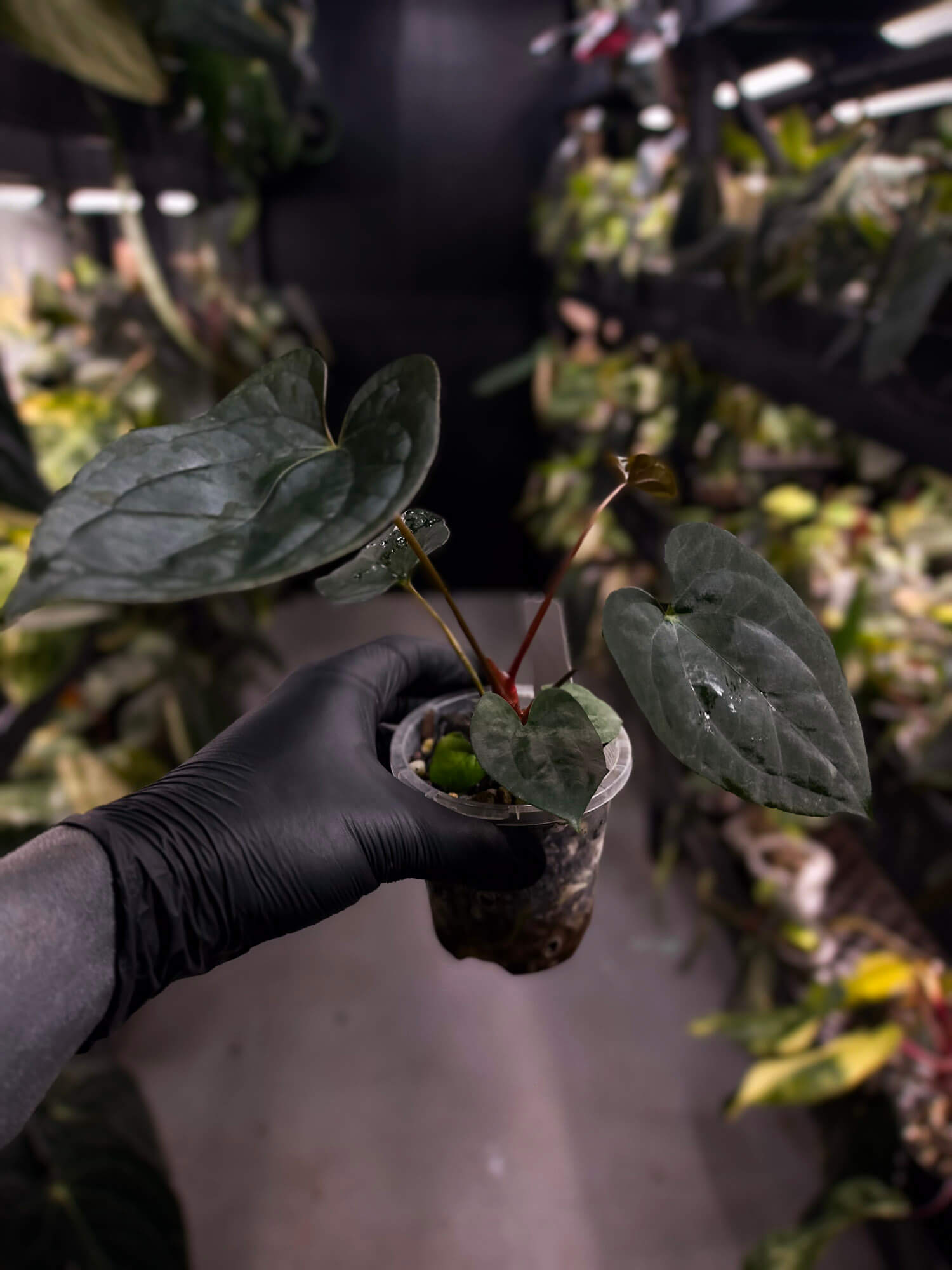 Anthurium 'Dark Phoenix' x 'RVDP'