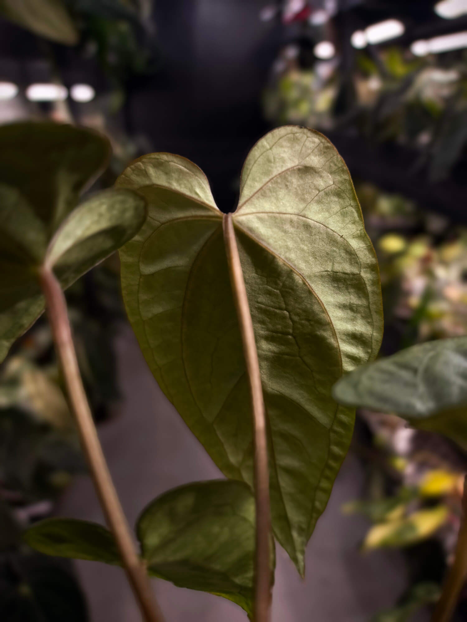 Anthurium #Hecate