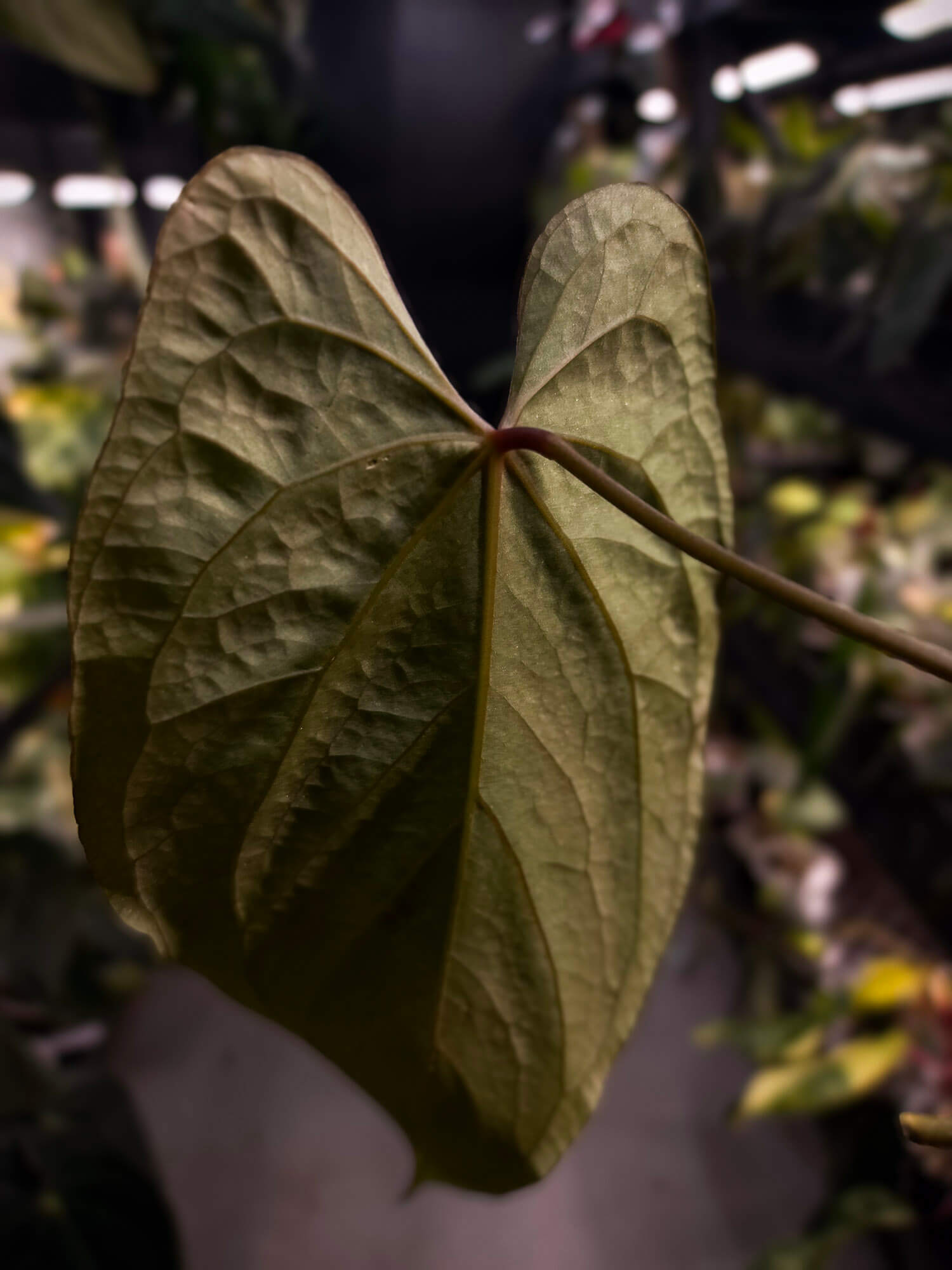 Anthurium #KissinCousins