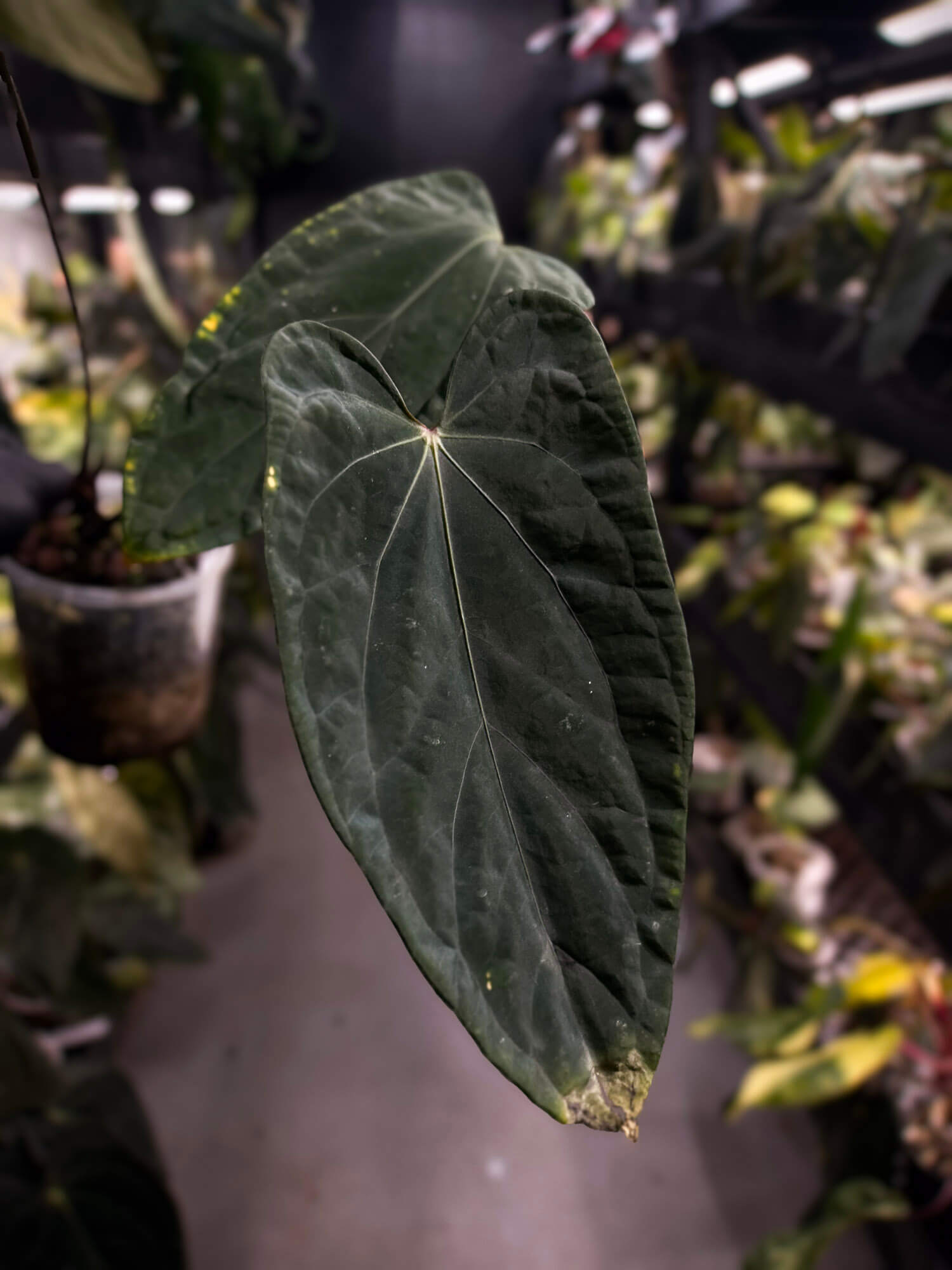Anthurium #KissinCousins