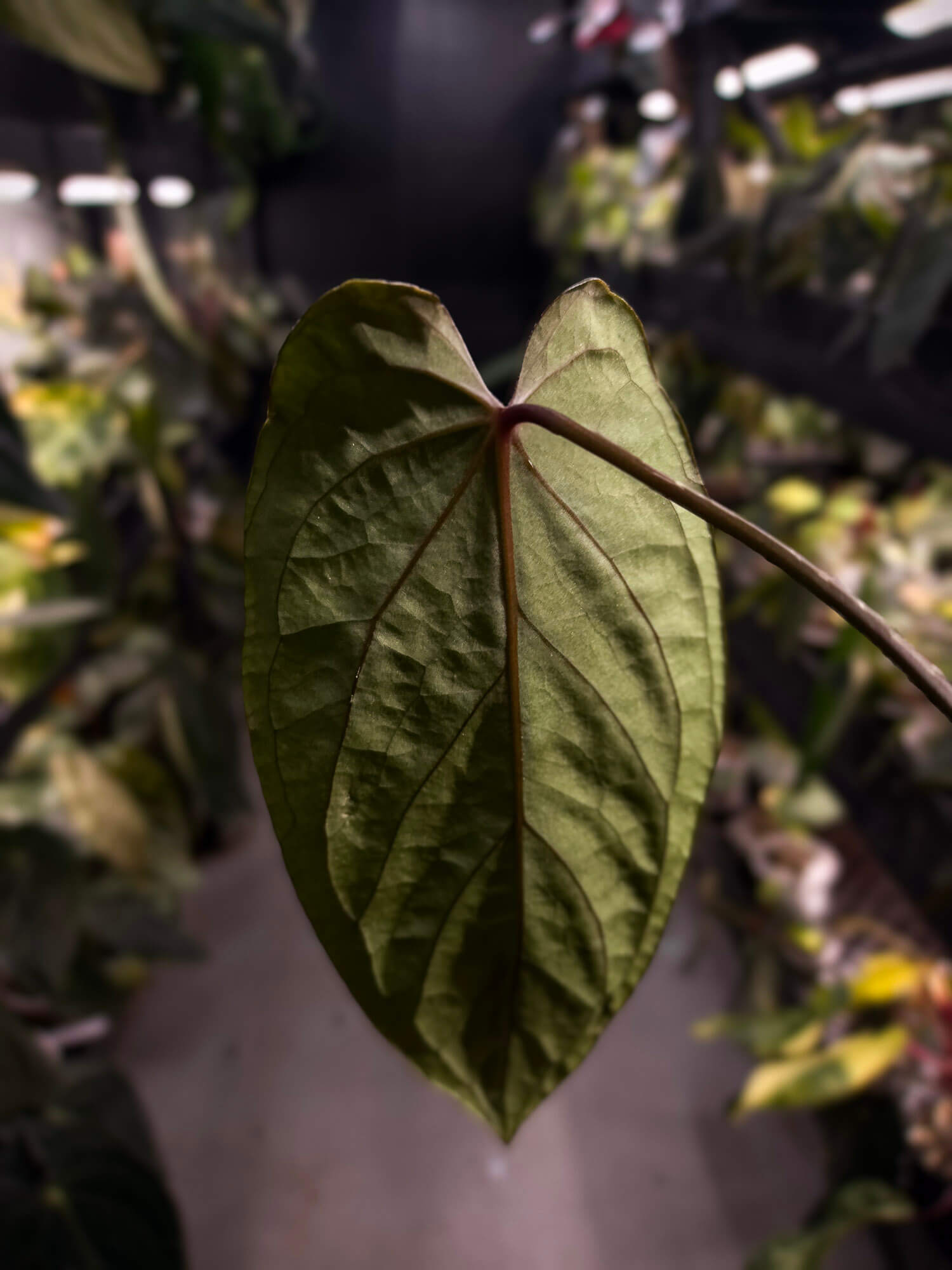 Anthurium #KissinCousins