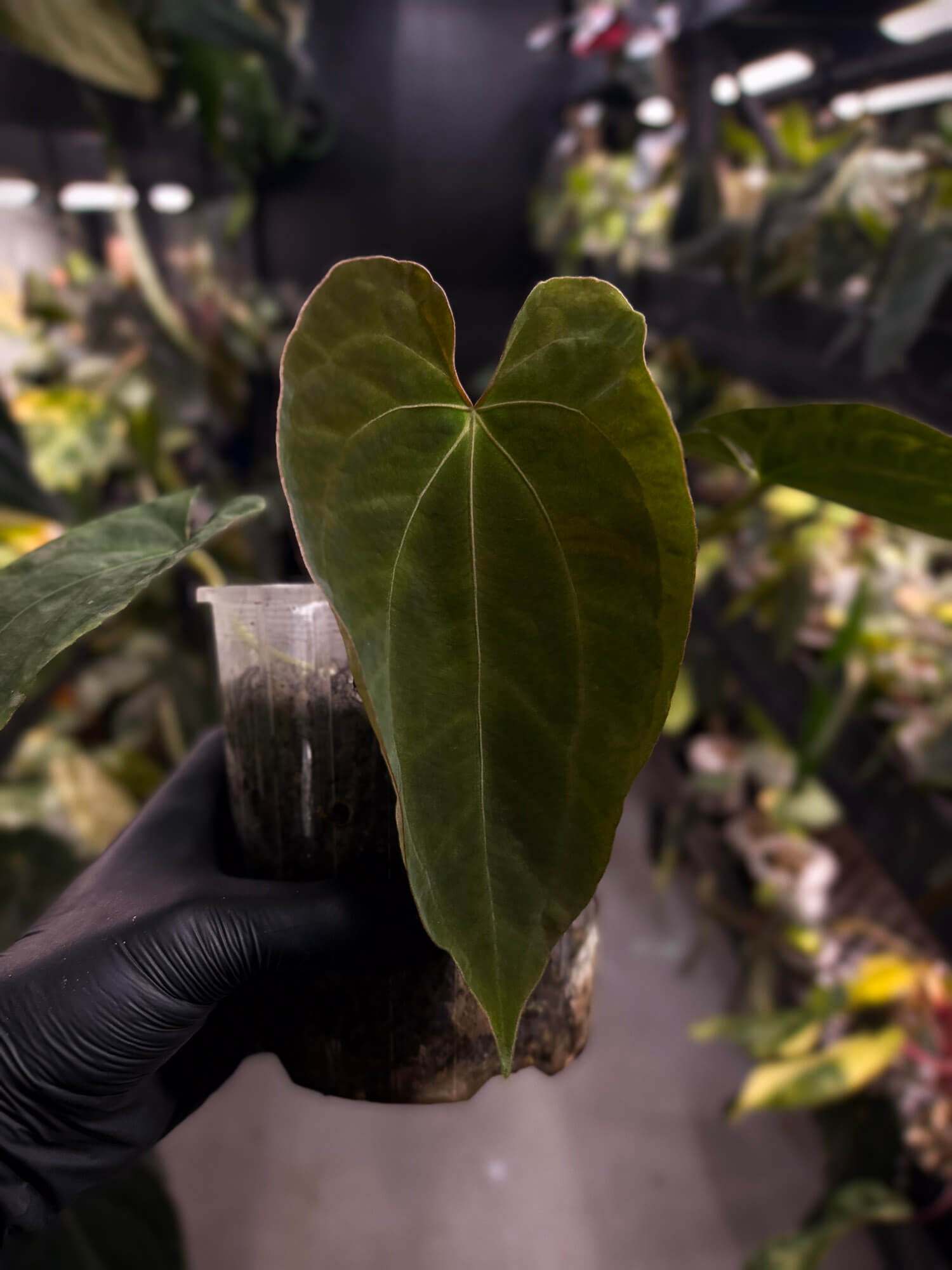 Anthurium #AndrasDagger • select