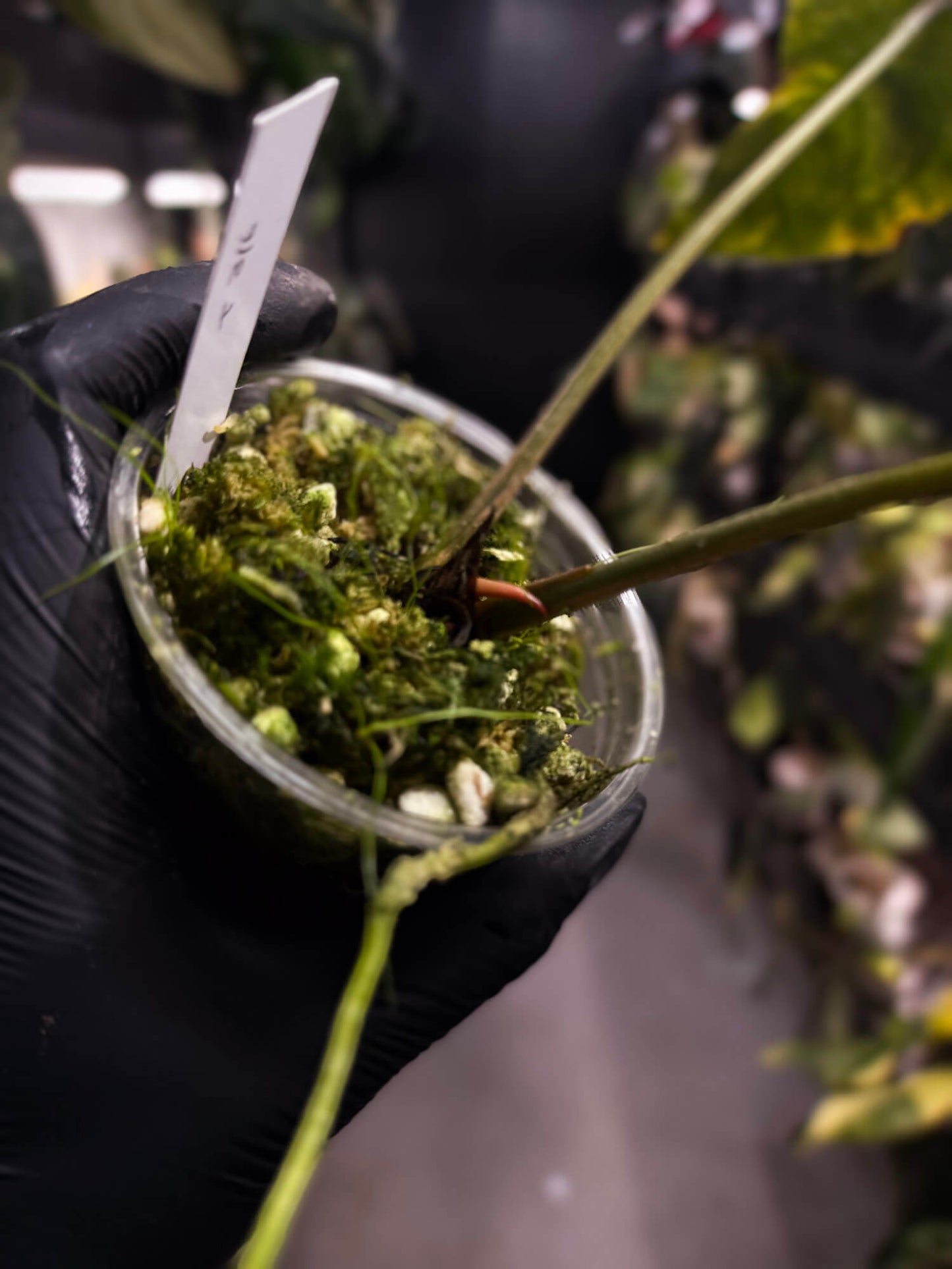 Anthurium forgetii hybrid • pink & orange variegated 🌅