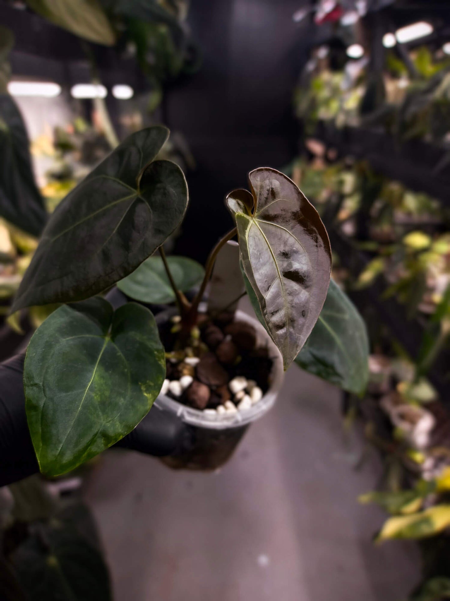 Anthurium forgetii hybrid x besseae aff 'Elektra'