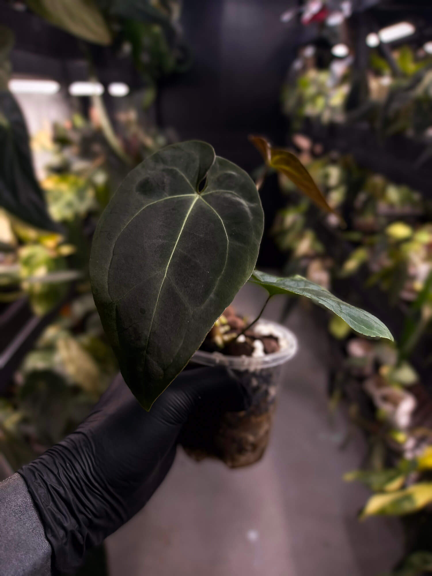 Anthurium forgetii hybrid x besseae aff 'Elektra'