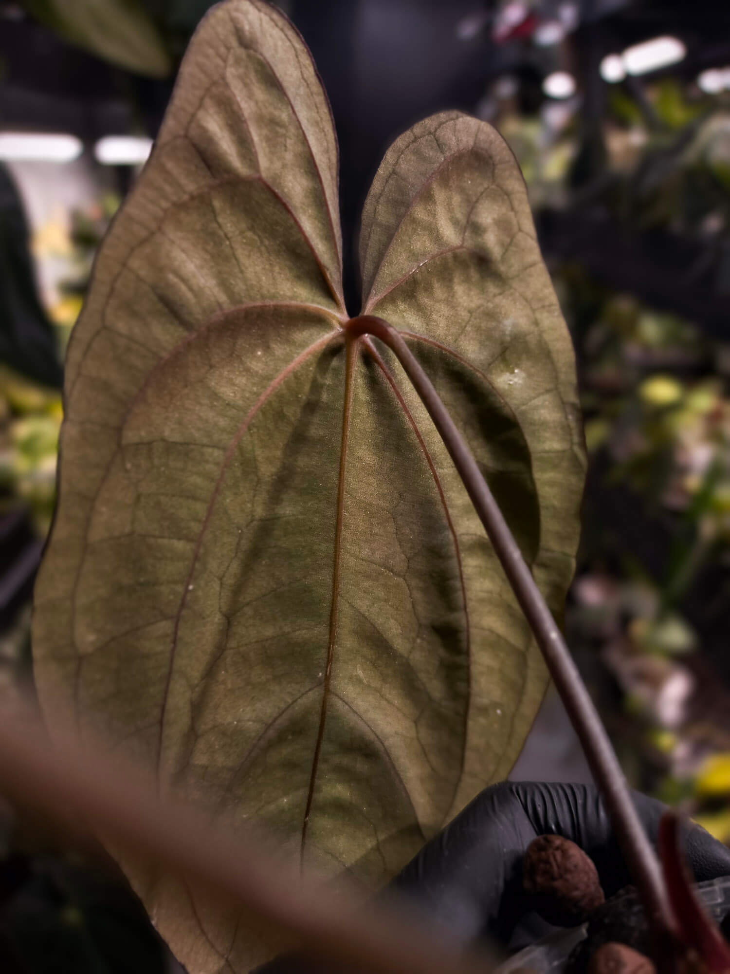 Anthurium papillilaminum x 'RVDP' • select