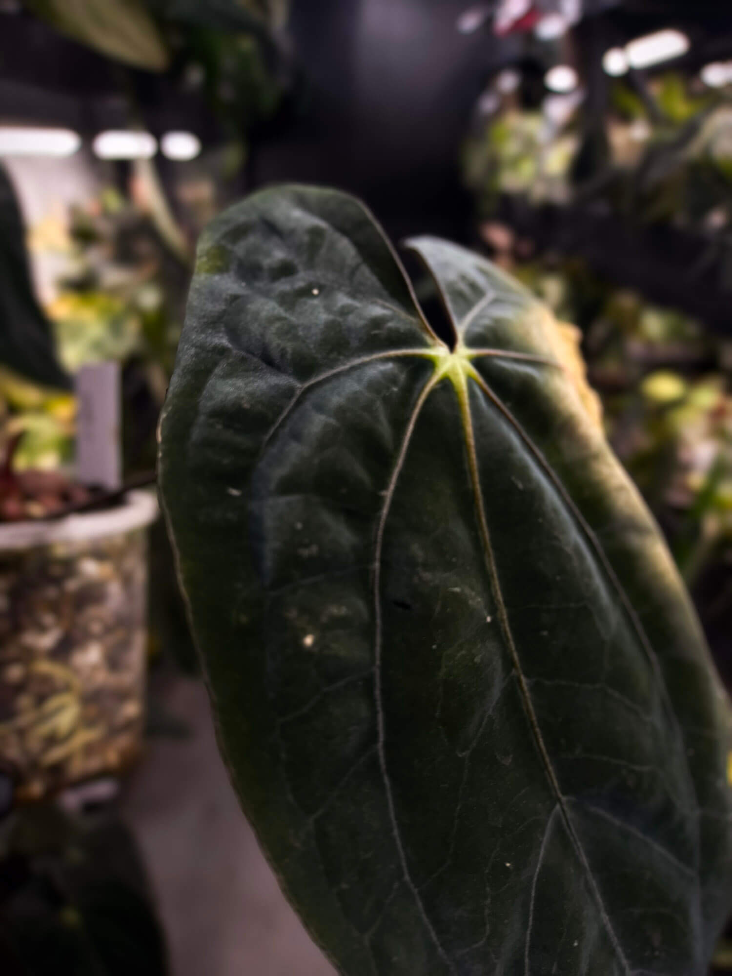 Anthurium papillilaminum x 'RVDP' • select