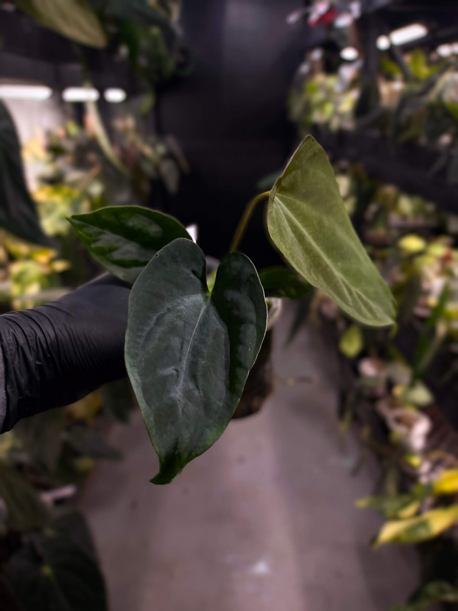 Anthurium #Plug012