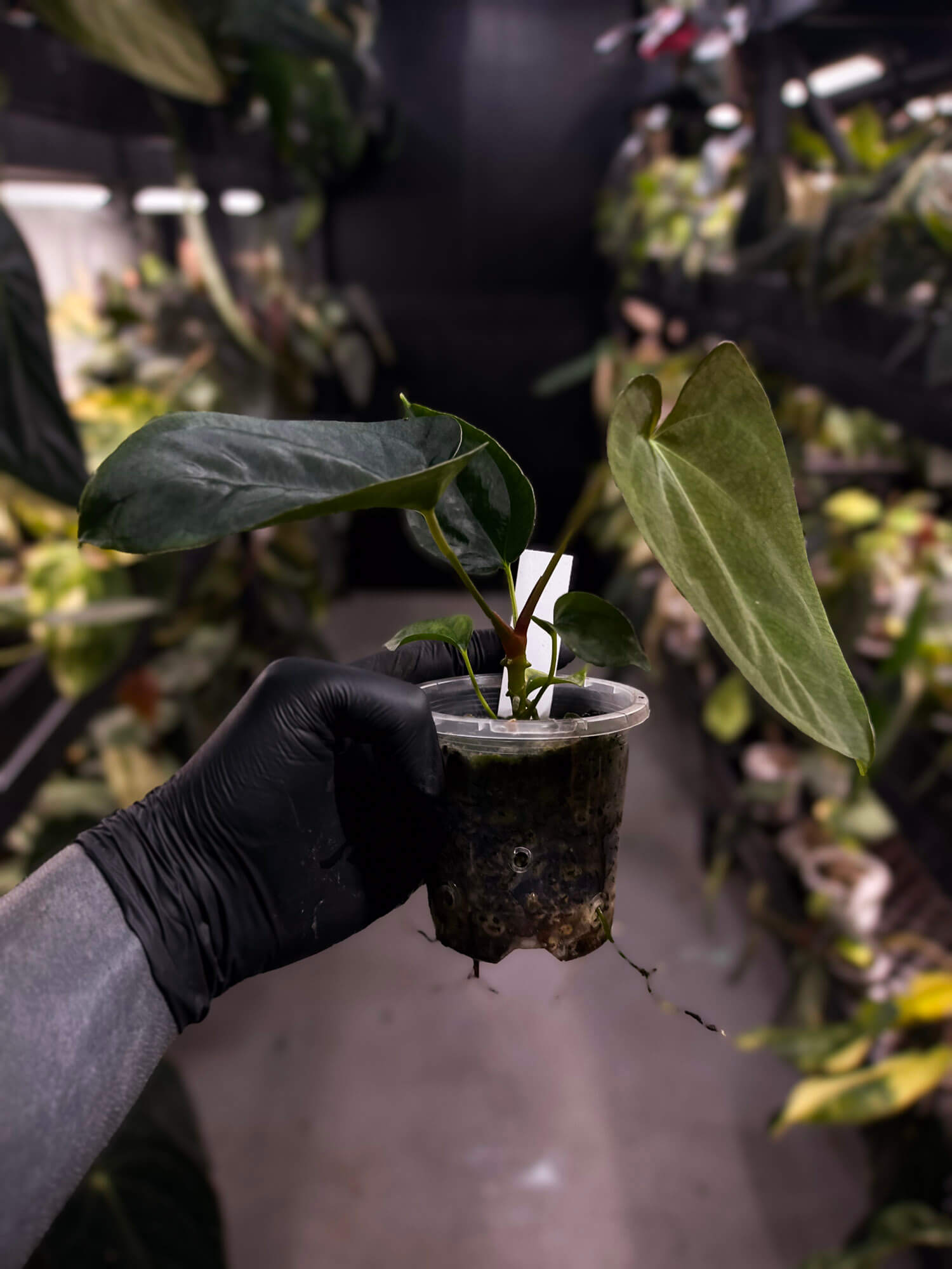 Anthurium #Plug012