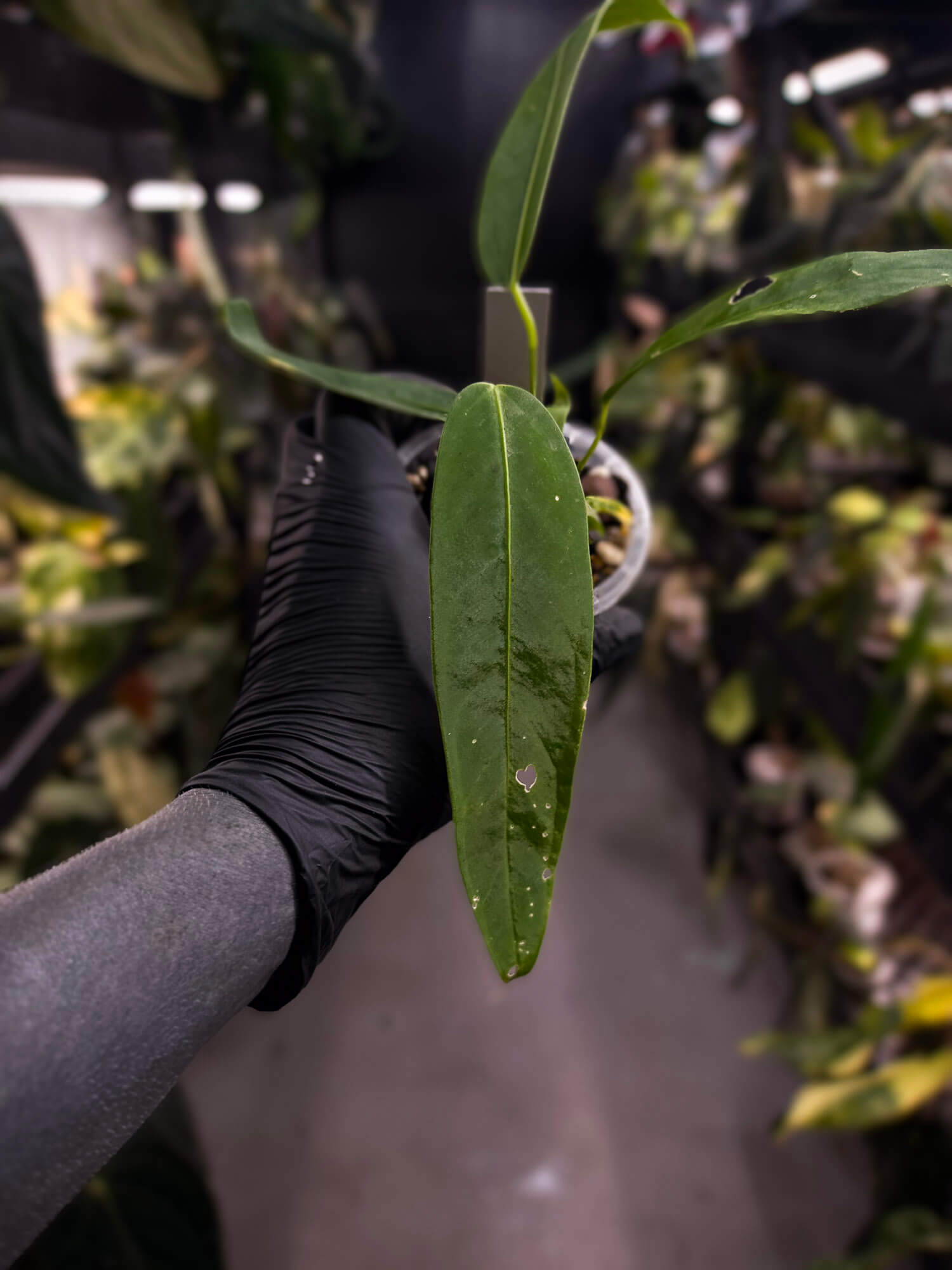 Anthurium warocqueanum x panamense s1 • growers choice