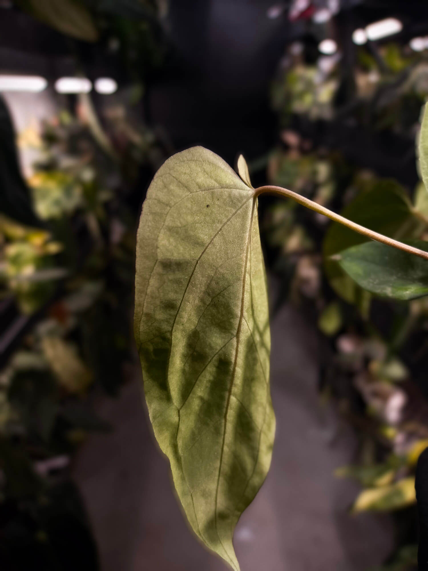 Anthurium #Bunyip