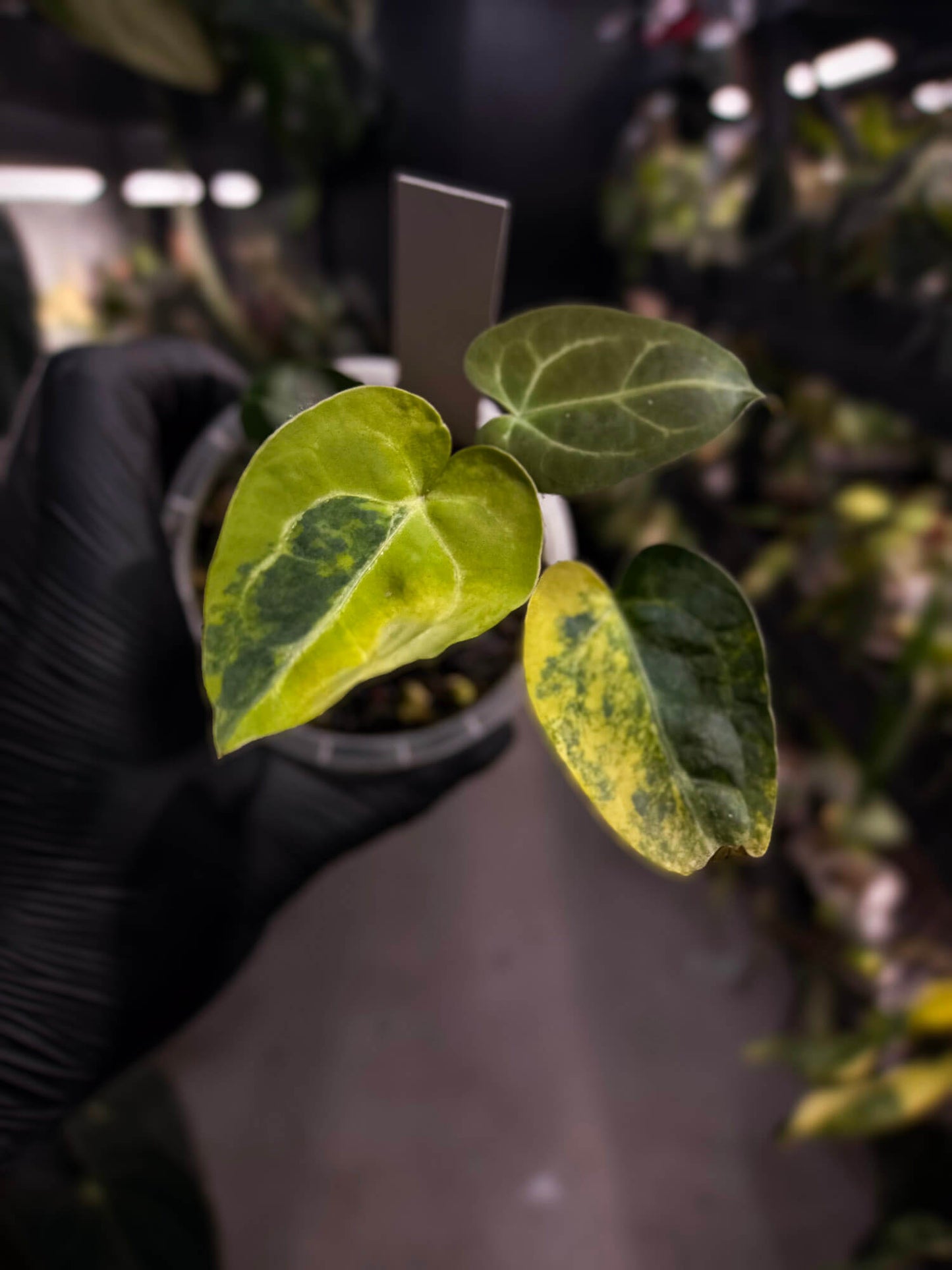 Anthurium 'Heinz' hybrid • highly variegated ✨