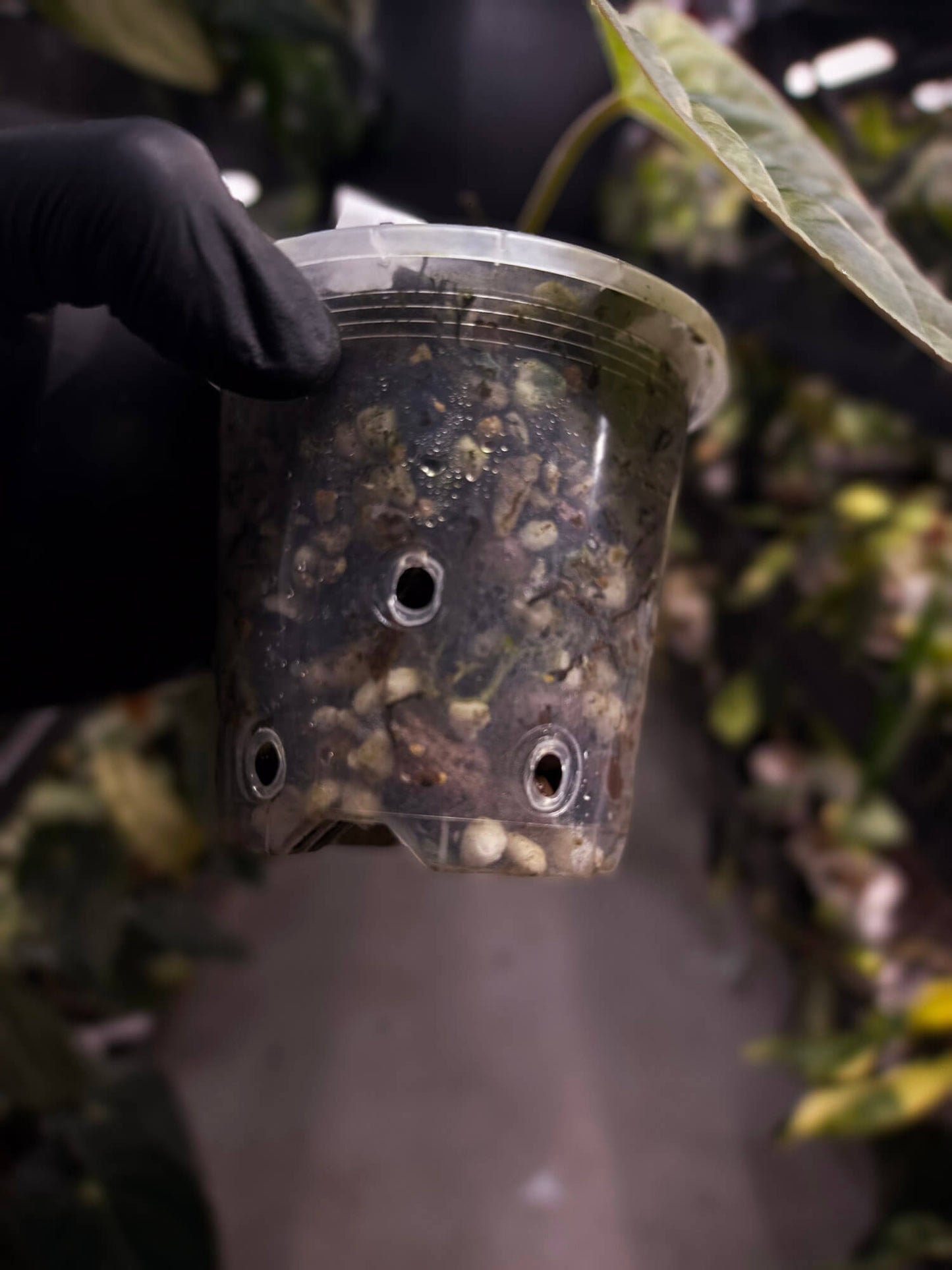 Anthurium ‘Black Velvet’ variegated x luxurians 🦄