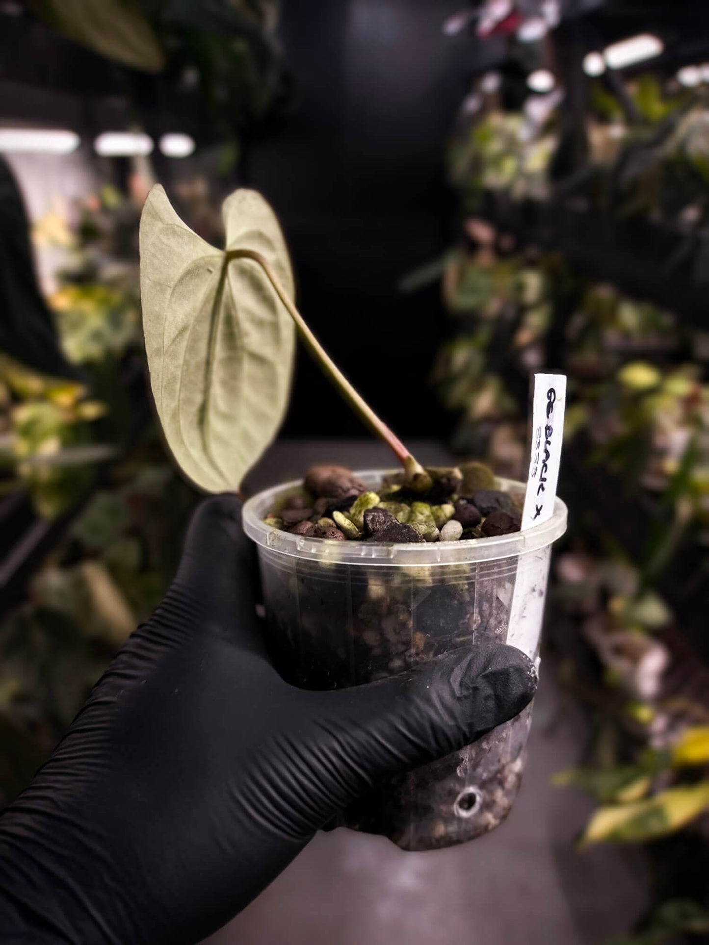 Anthurium 'Black x' (ex. Equatorial Exotics) • select