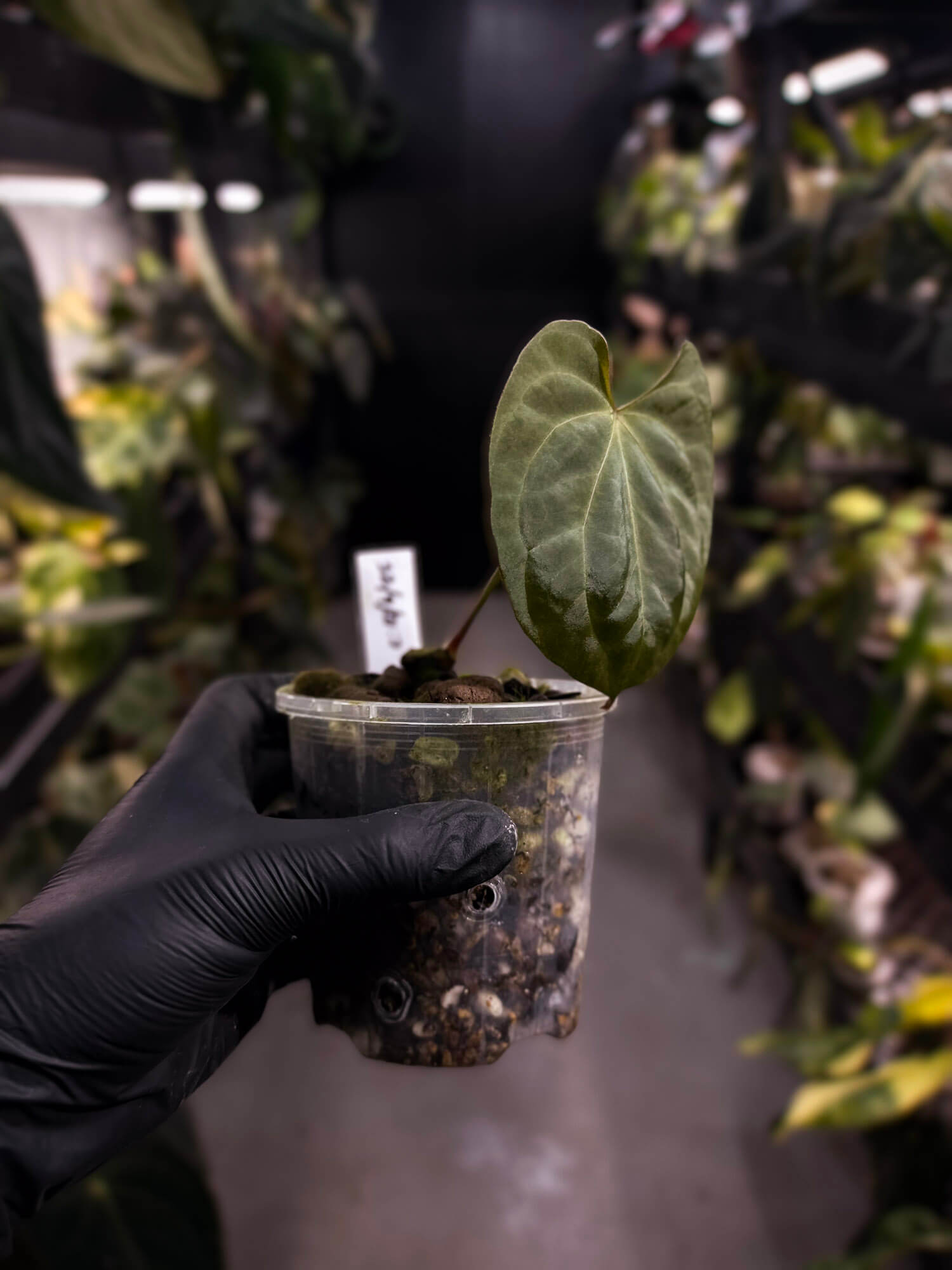Anthurium 'Black x' (ex. Equatorial Exotics) • select
