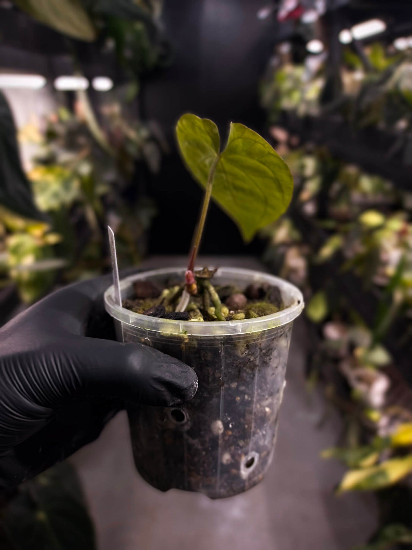 Anthurium #PhoenixGangb*ng