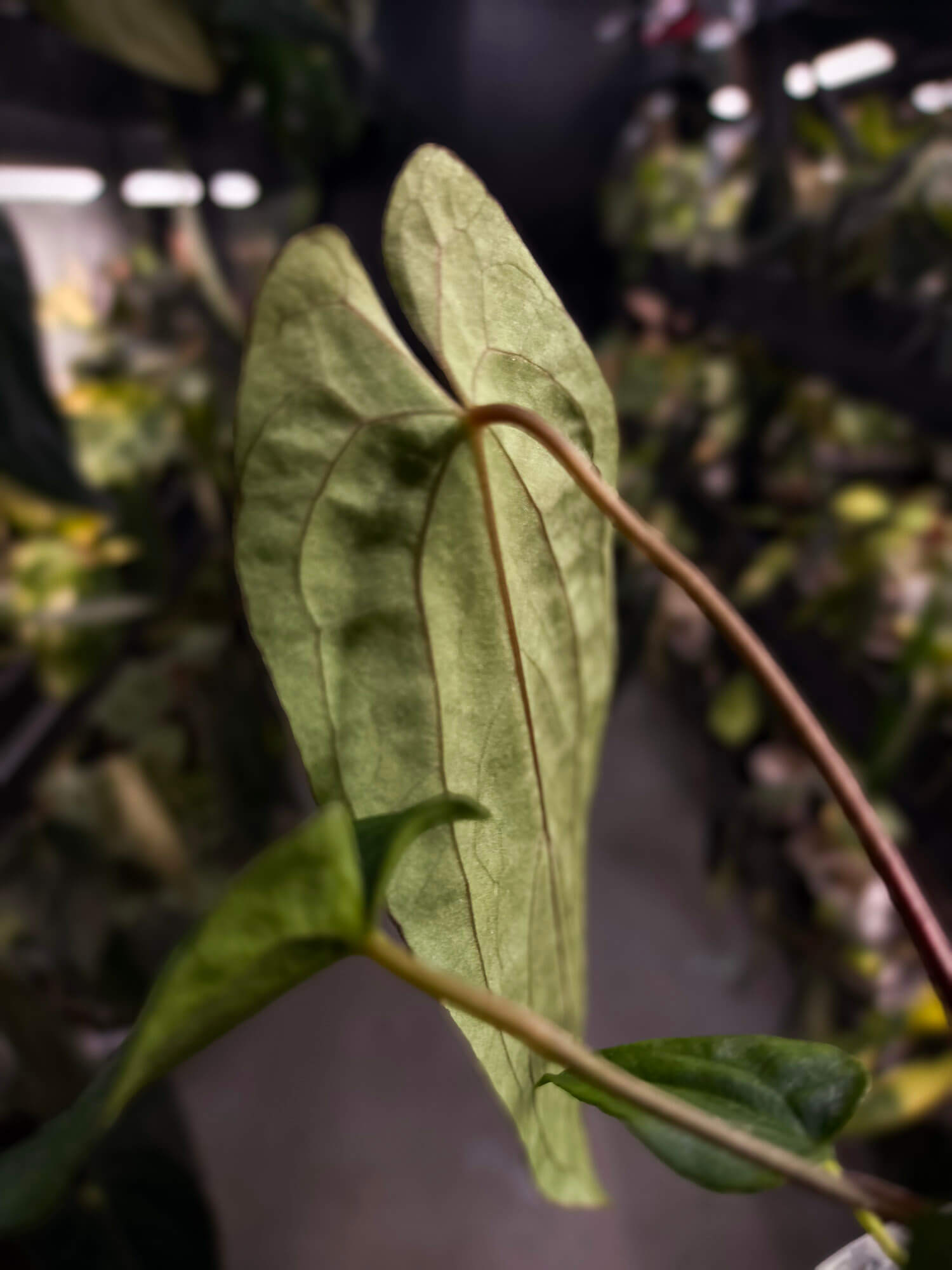 Anthurium #Apollo