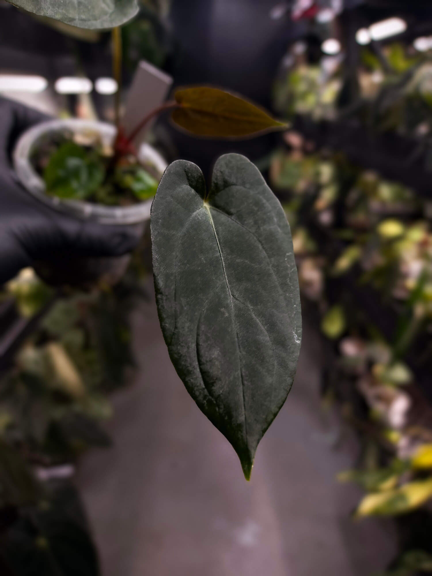 Anthurium #BlackParade