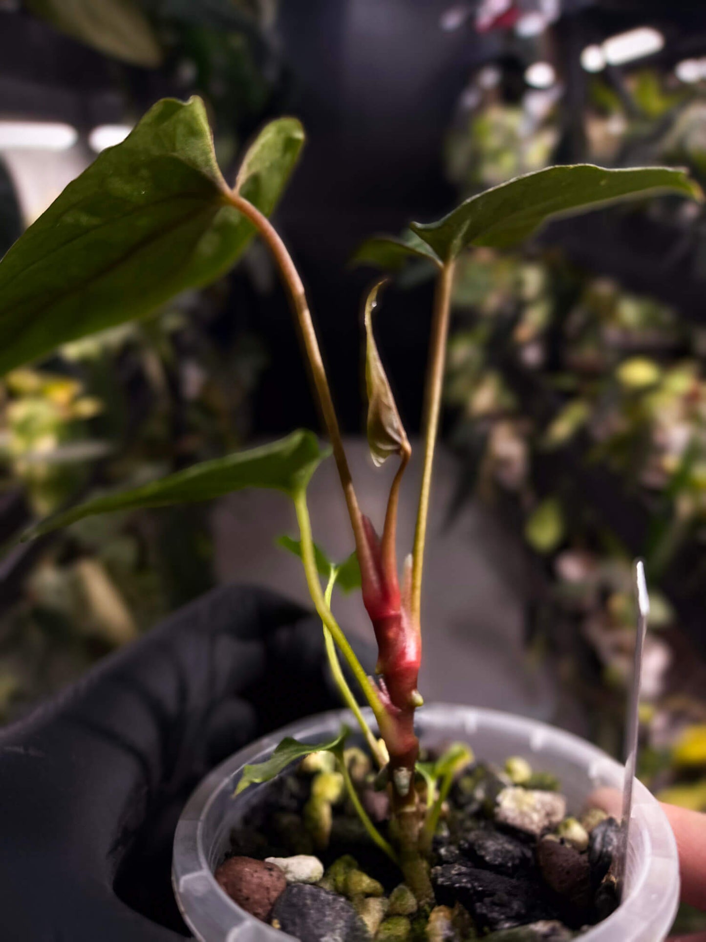 Anthurium papillilaminum 'RLFS' x pap 'RL' s1