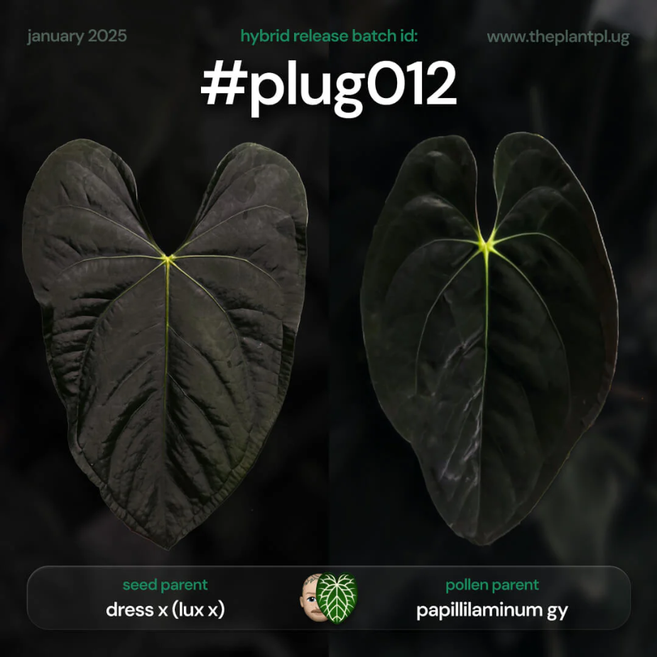Anthurium #Plug012