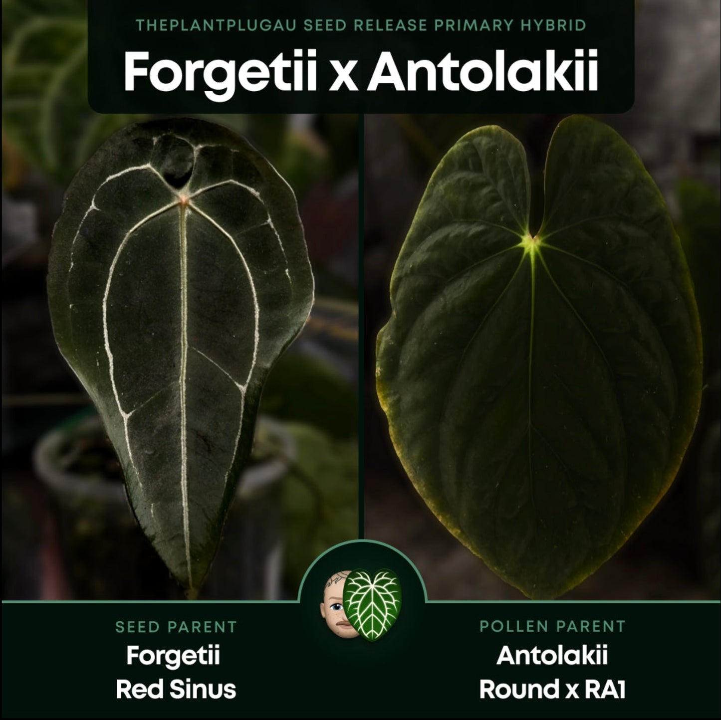 Anthurium forgetii x (antolakii ‘round’ x ‘RA1’)