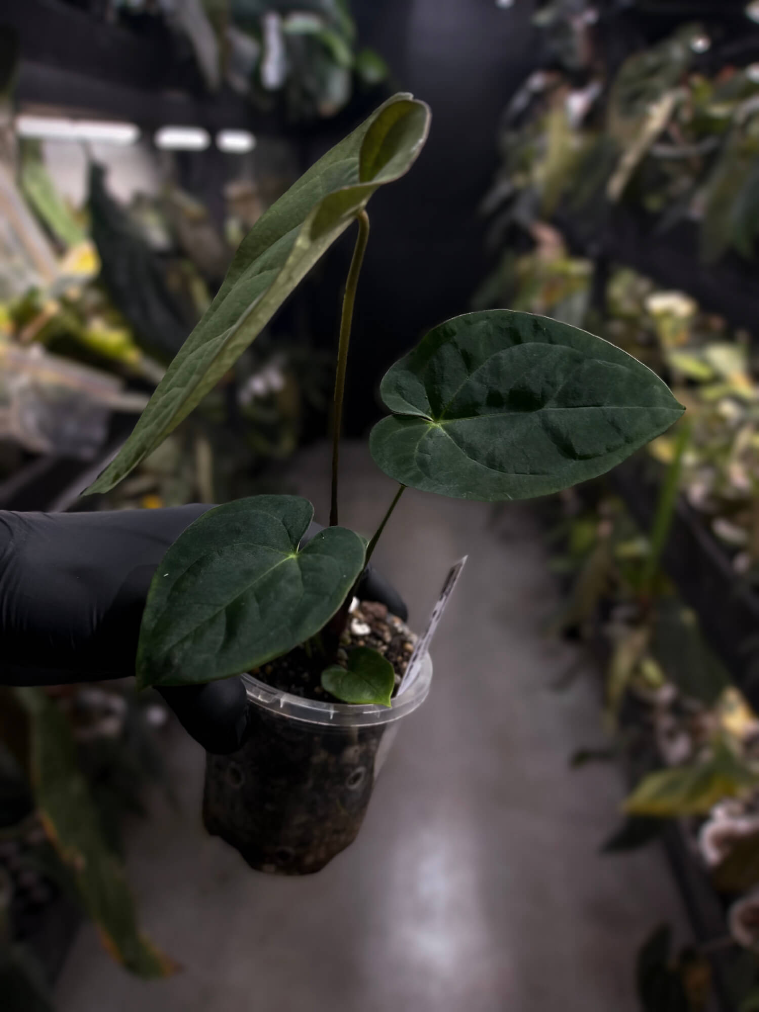 Anthurium 'Waddle Noid' x 'BVEP'