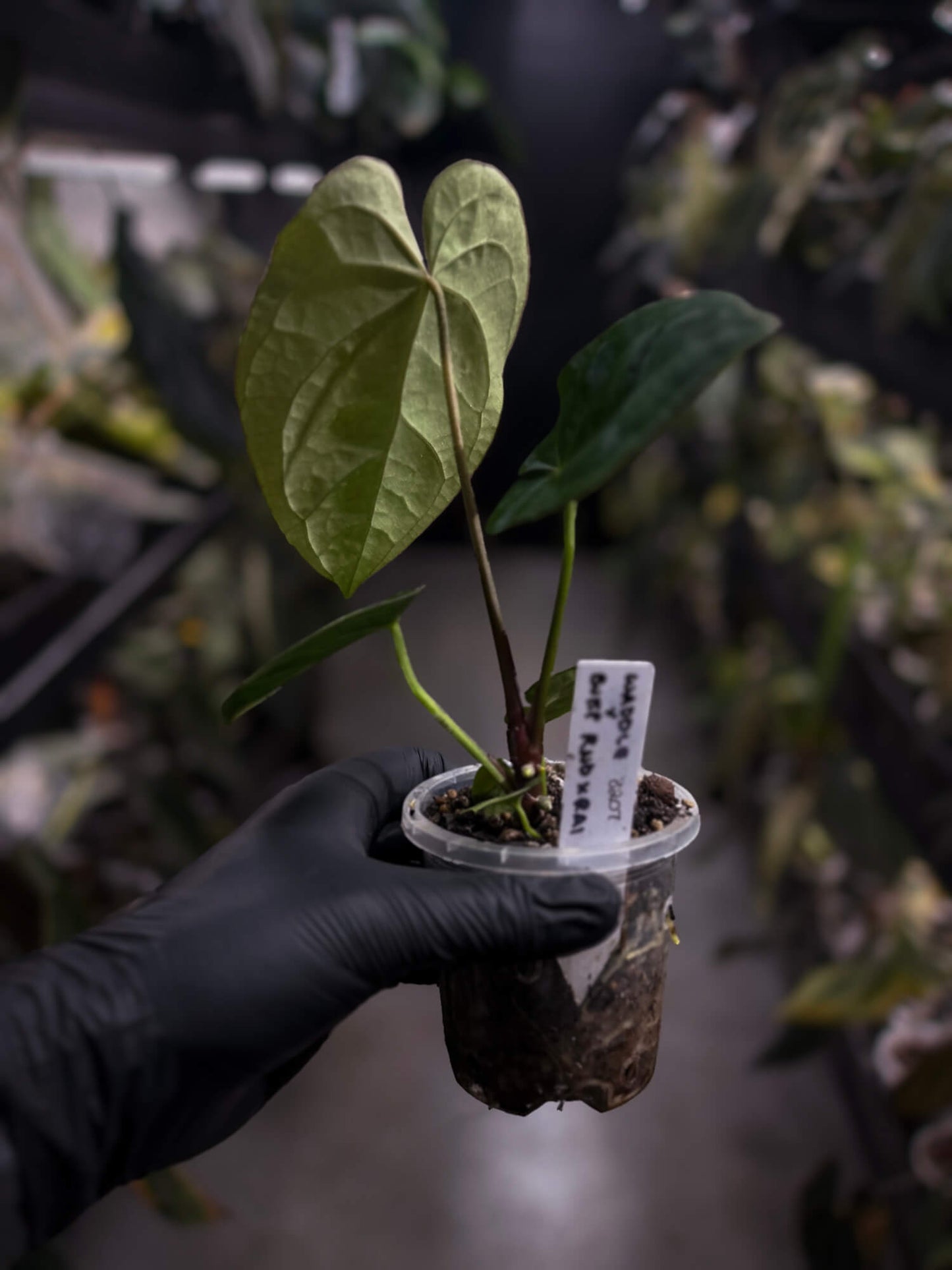 Anthurium 'Waddle Noid' x 'BVEP'