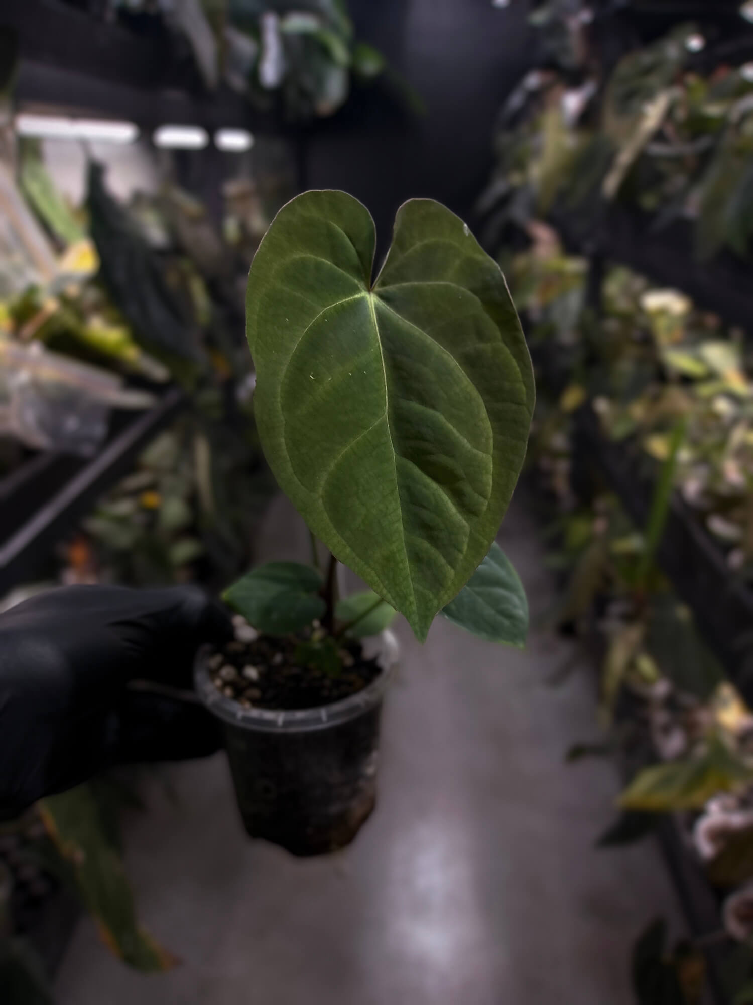 Anthurium 'Waddle Noid' x 'BVEP'