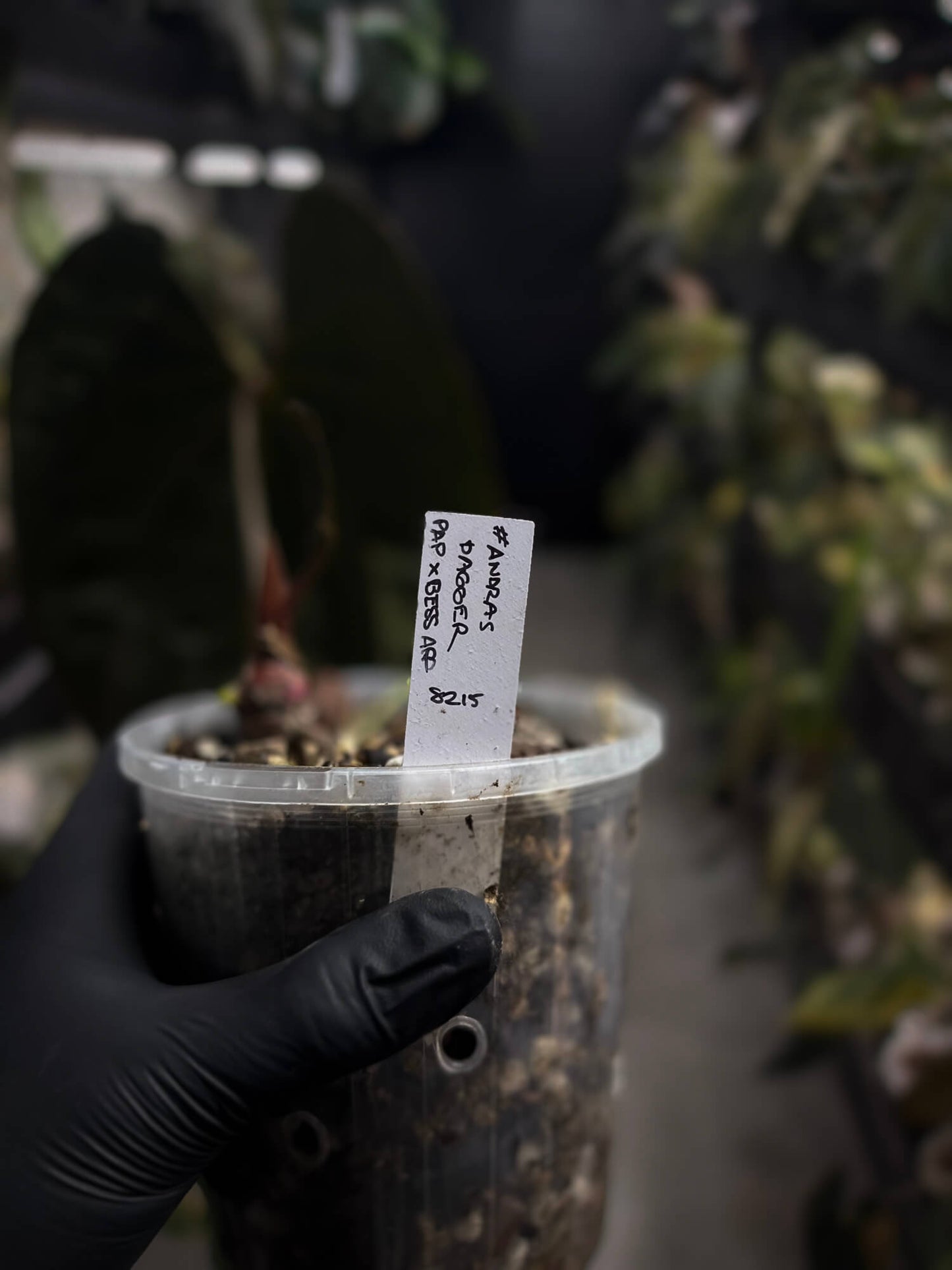 Anthurium #AndrasDagger • select holdback