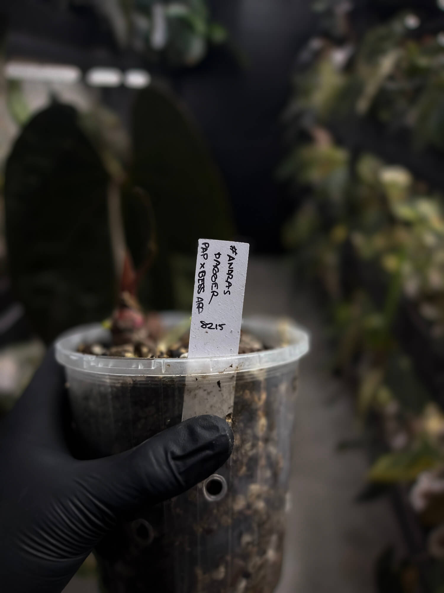 Anthurium #AndrasDagger • select holdback