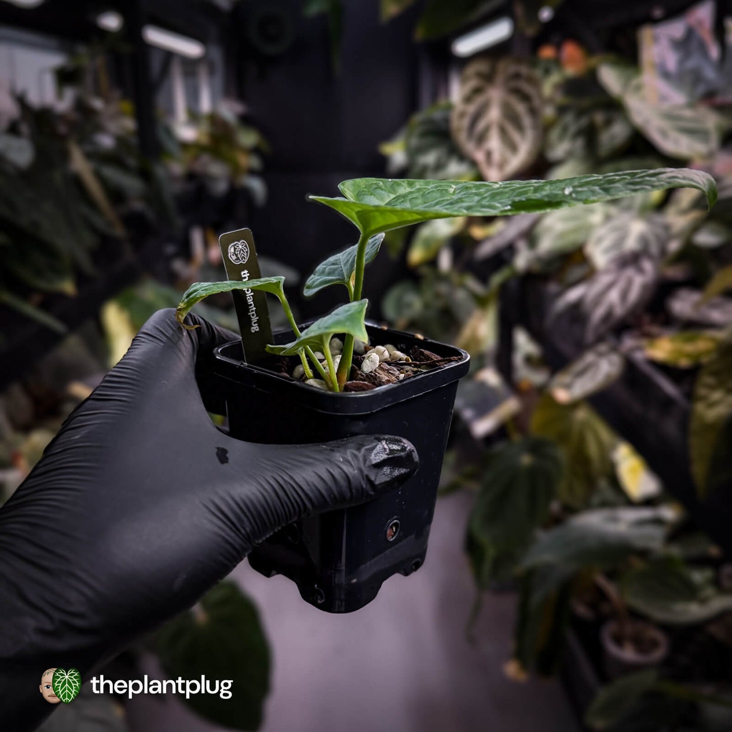 Anthurium (forgetii x) x splendidum