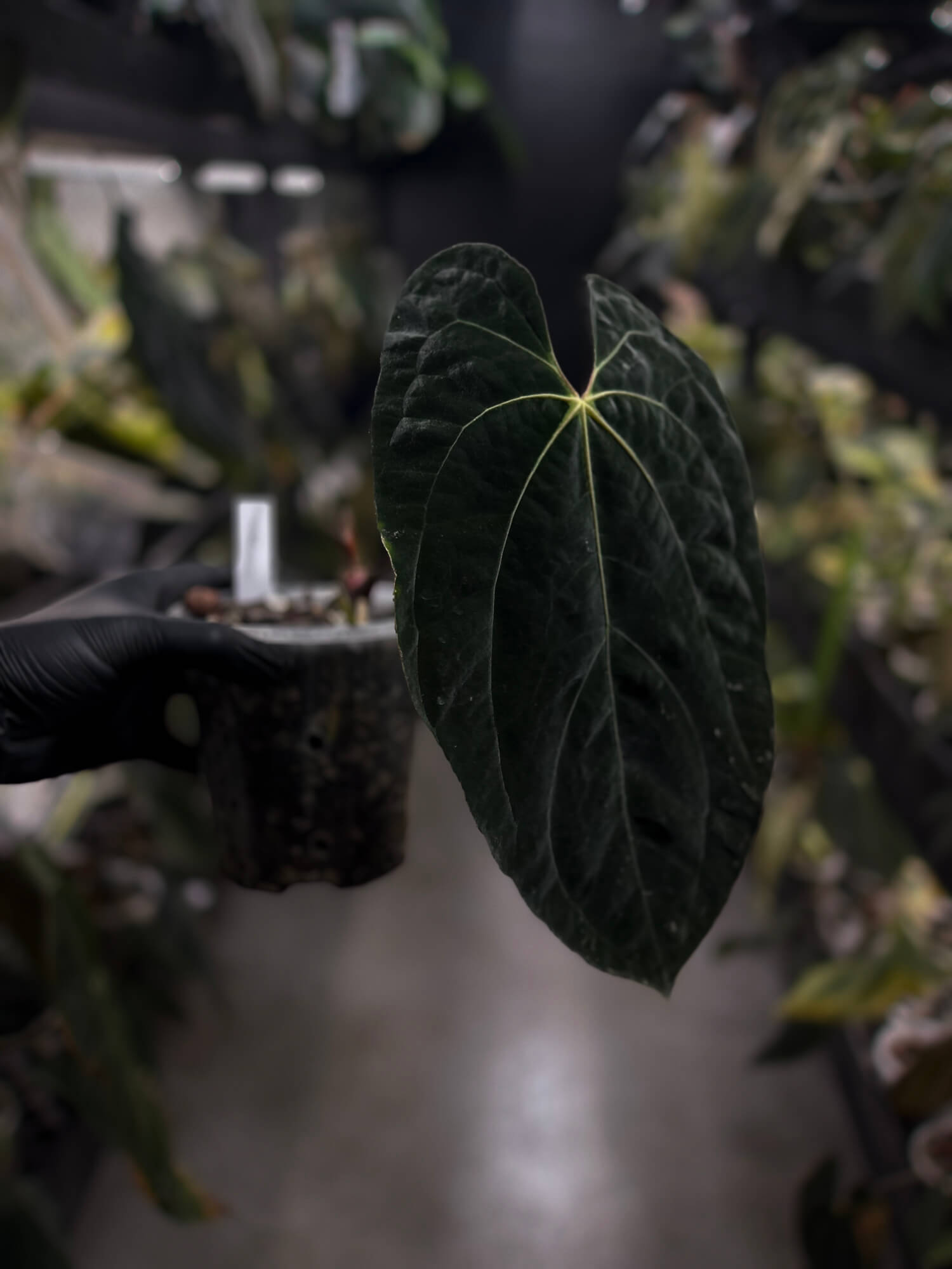 Anthurium #AndrasDagger • select holdback