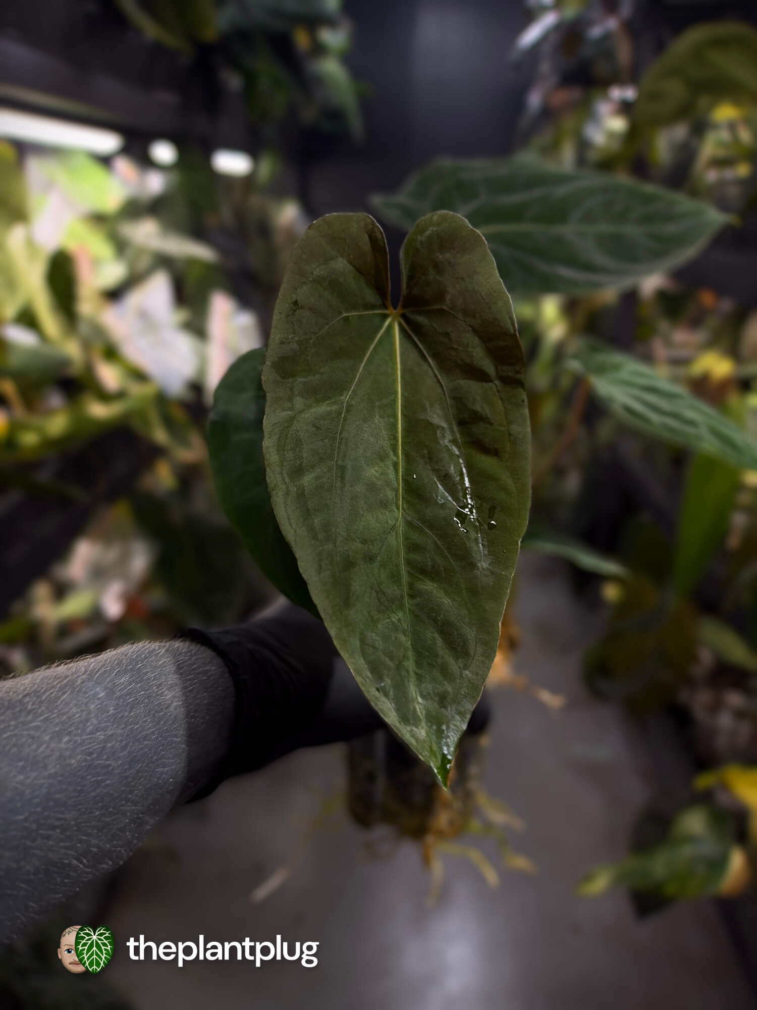 Anthurium papillilaminum 'RLFS' x pap 'RL' s1 – The Plant Plug