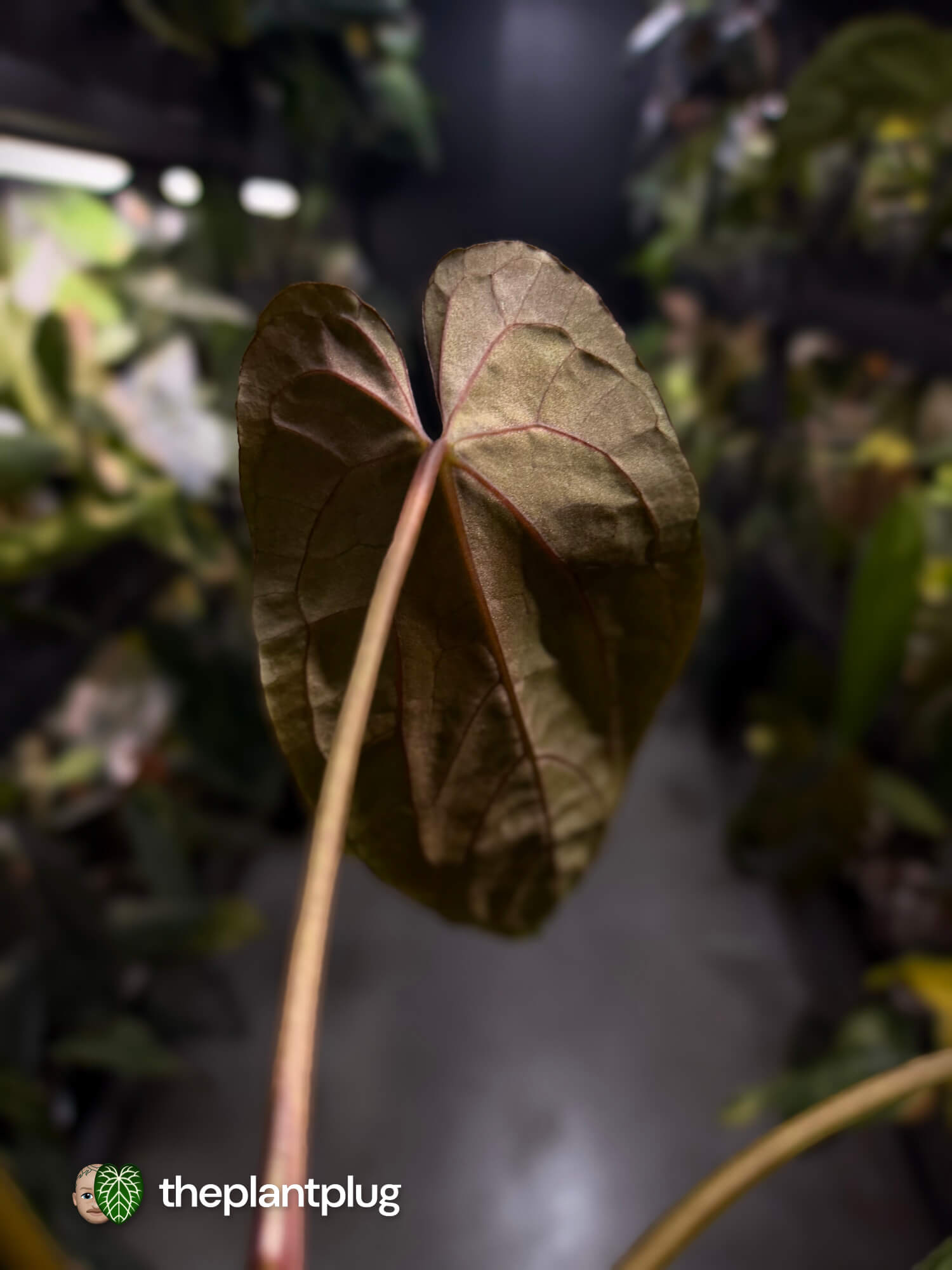 Anthurium papillilaminum 'RLFS' x pap 'RL' s1