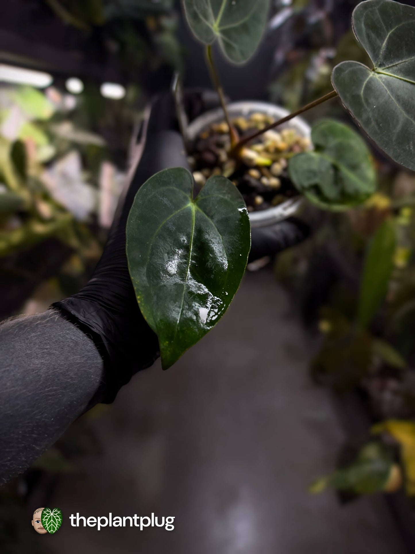 Anthurium (carlablackiae x dressleri) x carlablackiae