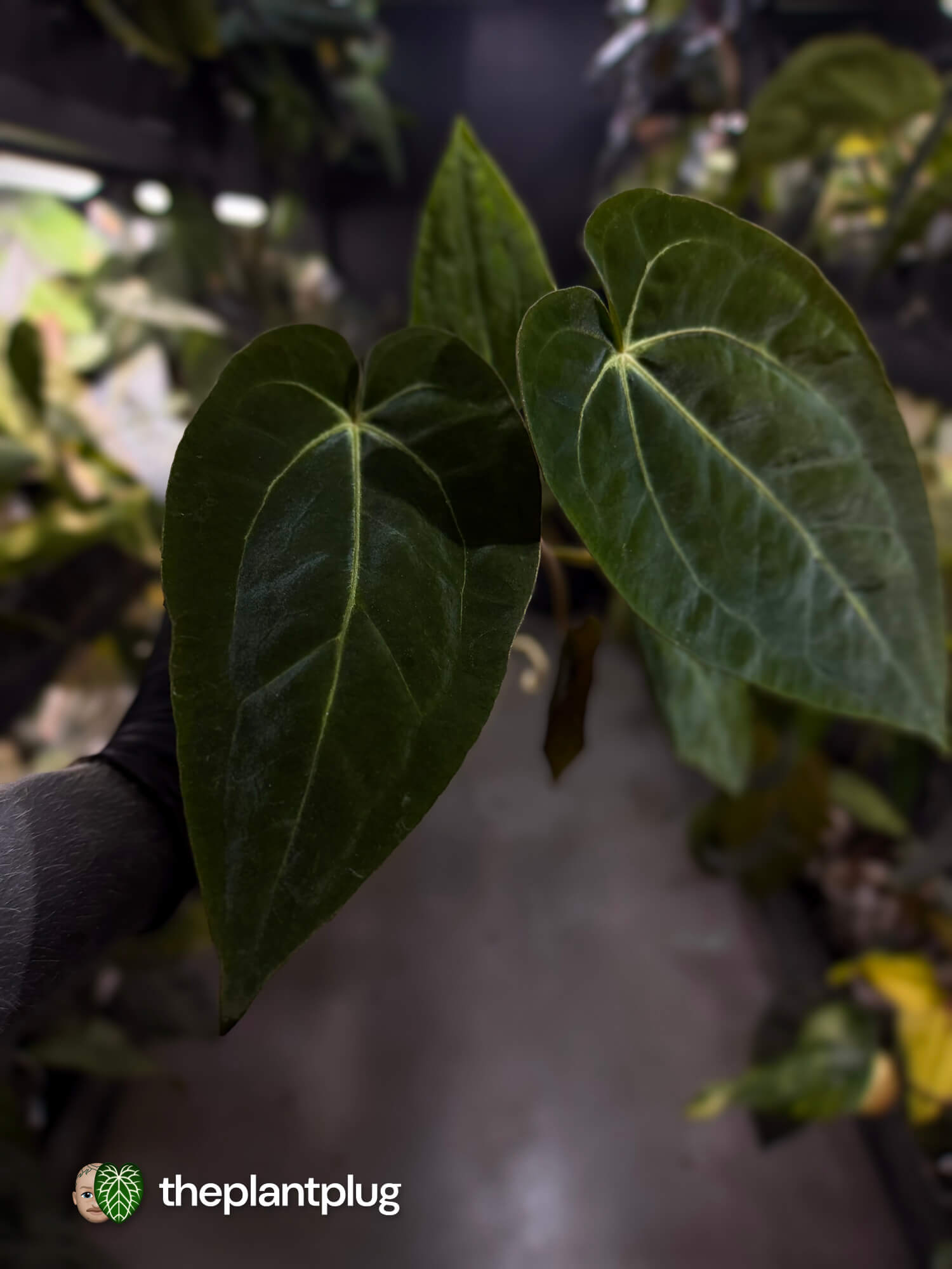 Anthurium #Hecate • ('Blackx' x 'Hoffx') x dressleri (ex. LAS)